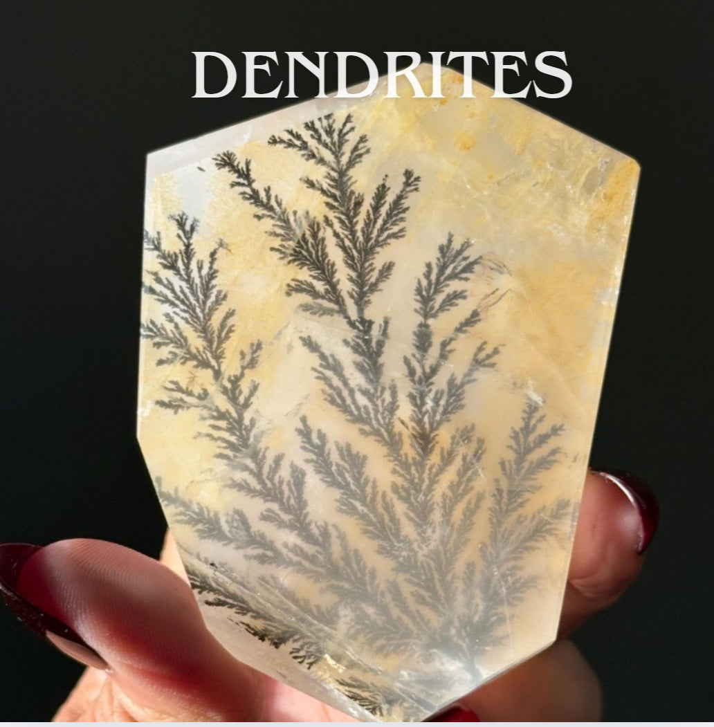 Dendrties