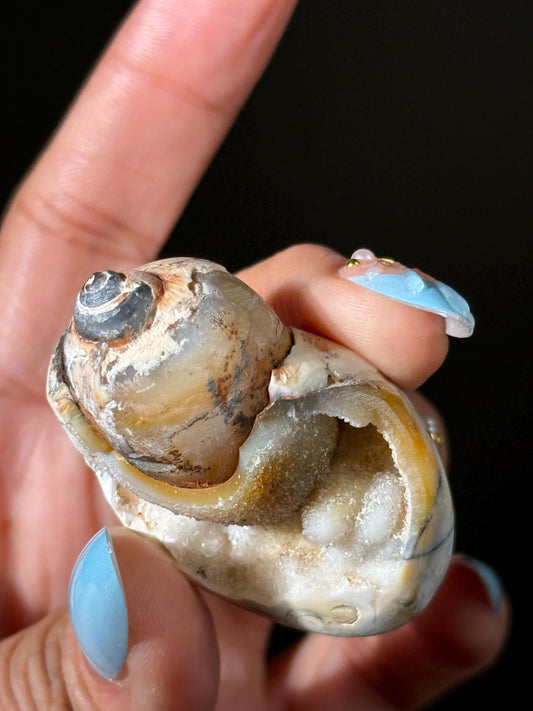 Spiralite Shell, Spiralite Quartz Shell, Fossilized Sea Shell