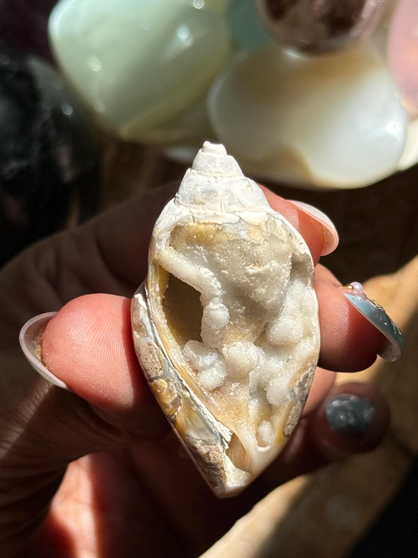 Spiralite Shell, Spiralite Quartz Shell, Fossilized Sea Shell, Agatized Shell, Druzy Quartz Shell, Fossilized Quartz, Crystal Gifts, Fossils