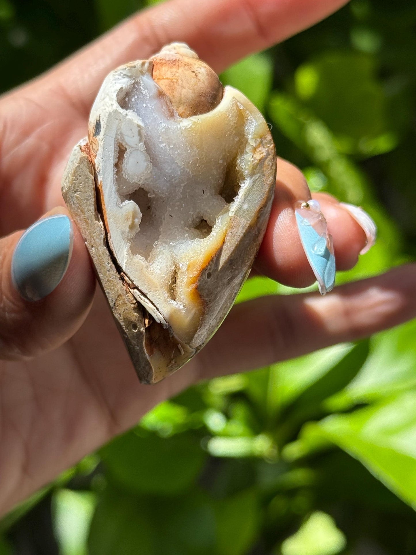 Spiralite Shell, Spiralite Quartz Shell, Fossilized Sea Shell, Agatized Shell, Druzy Quartz Shell, Fossilized Quartz, Crystal Gifts, Fossils