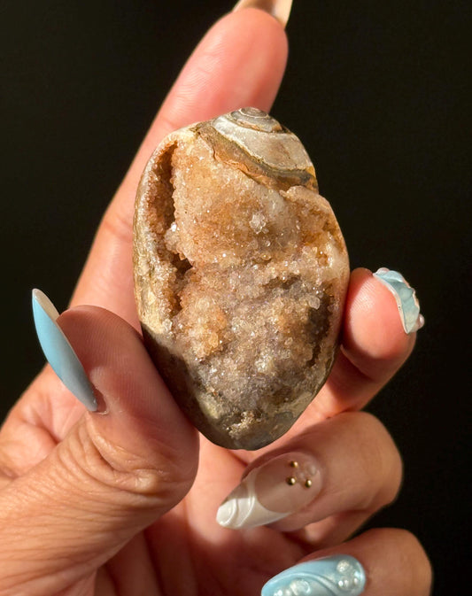 Druzy Quartz Shell, Shell, Spiralite Quartz Shell, Fossilized Sea Shell, Agatized Shell, Fossilized Quartz, Crystal Gifts, Fossils