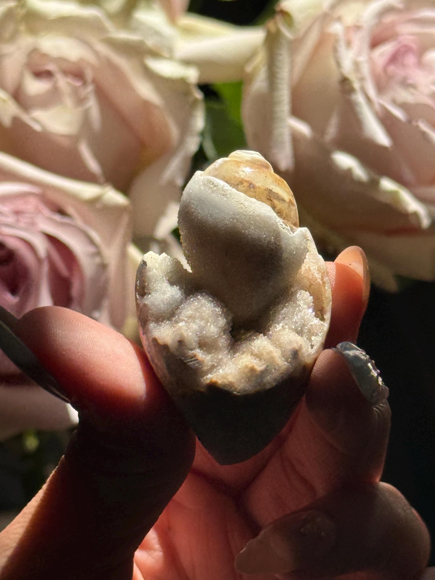 Spiralite Shell, Spiralite Quartz Shell, Fossilized Sea Shell, Agatized Shell, Druzy Quartz Shell, Fossilized Quartz, Crystal Gifts, Fossils