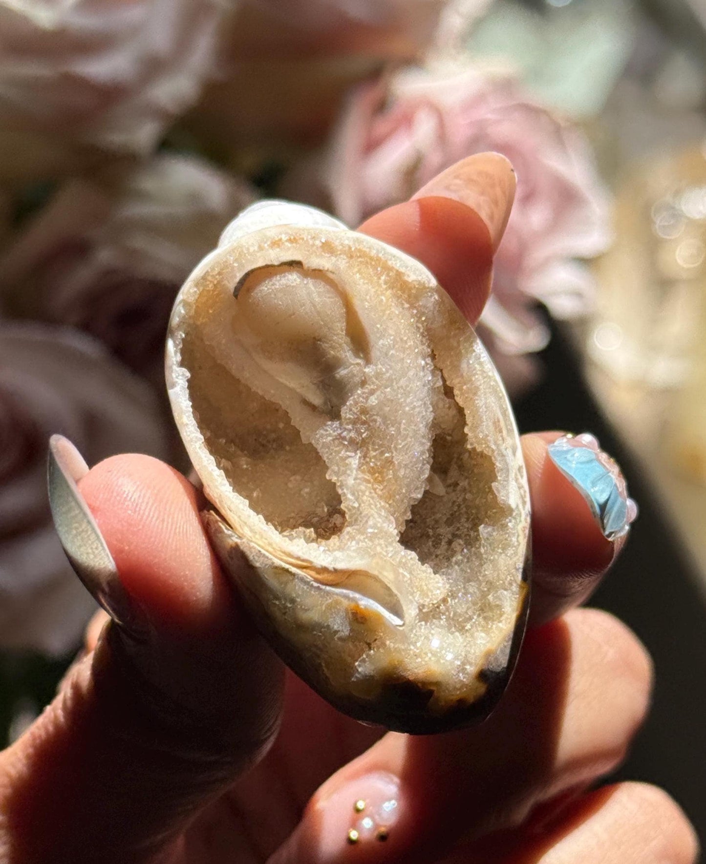 Spiralite Shell, Spiralite Quartz Shell, Fossilized Sea Shell, Agatized Shell, Druzy Quartz Shell, Fossilized Quartz, Crystal Gifts, Fossils