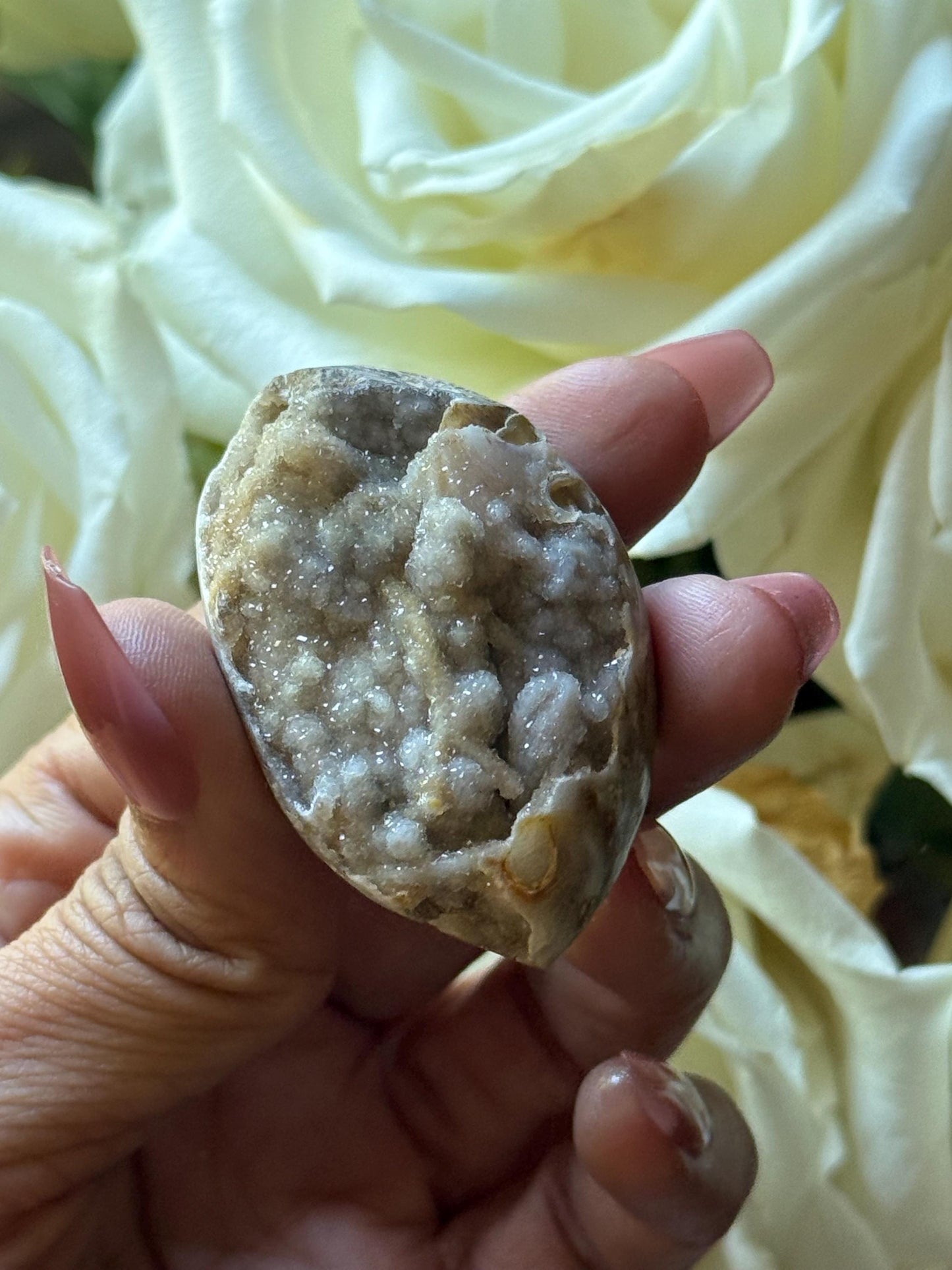 Spiralite Shell, Spiralite Quartz Shell, Fossilized Sea Shell, Agatized Shell, Druzy Quartz Shell, Fossilized Quartz, Crystal Gifts, Fossils
