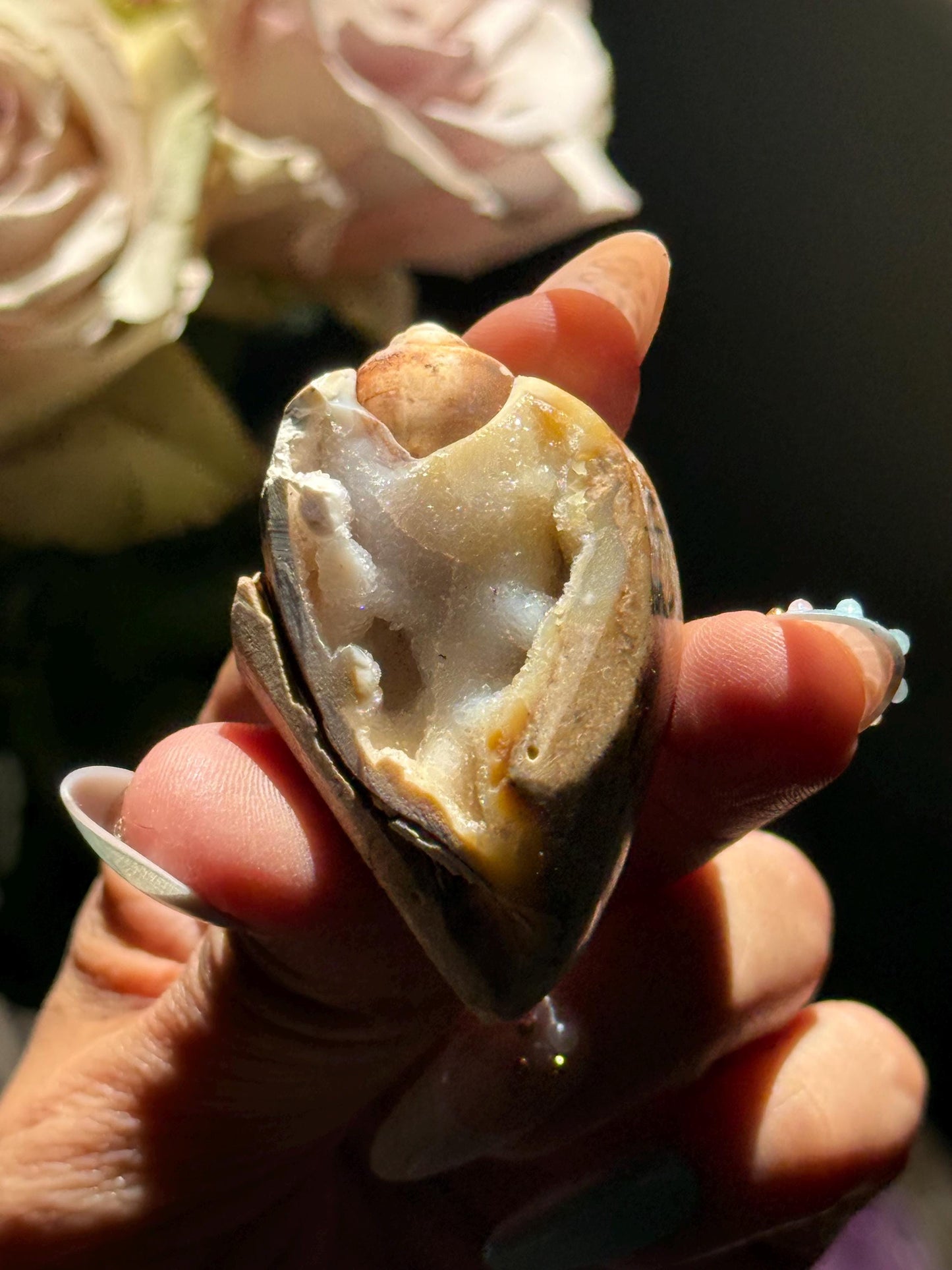 Spiralite Shell, Spiralite Quartz Shell, Fossilized Sea Shell, Agatized Shell, Druzy Quartz Shell, Fossilized Quartz, Crystal Gifts, Fossils