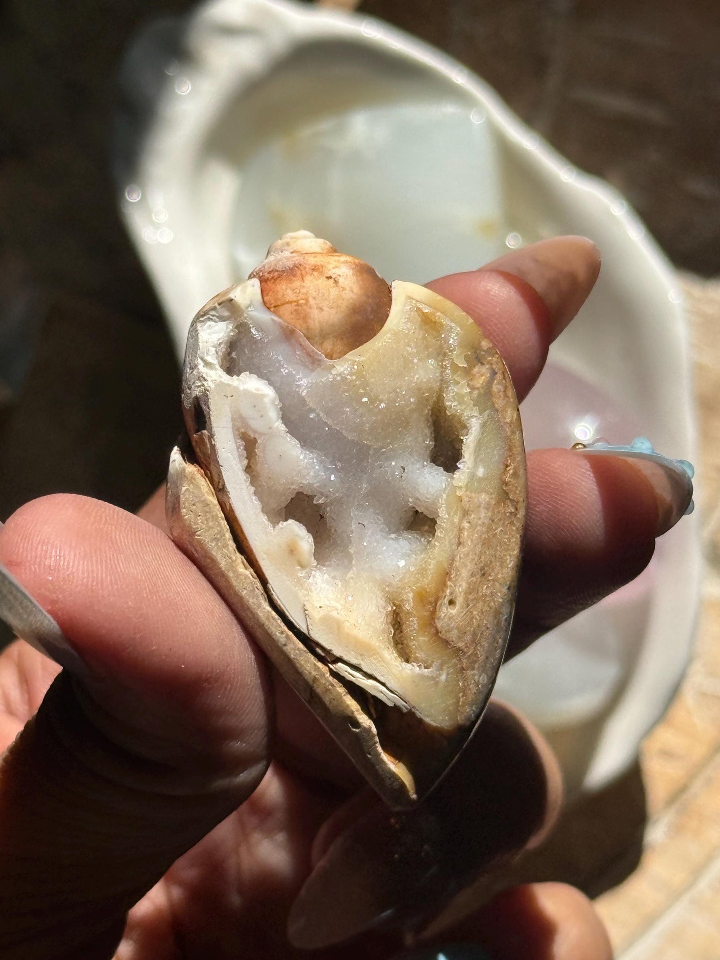 Spiralite Shell, Spiralite Quartz Shell, Fossilized Sea Shell, Agatized Shell, Druzy Quartz Shell, Fossilized Quartz, Crystal Gifts, Fossils