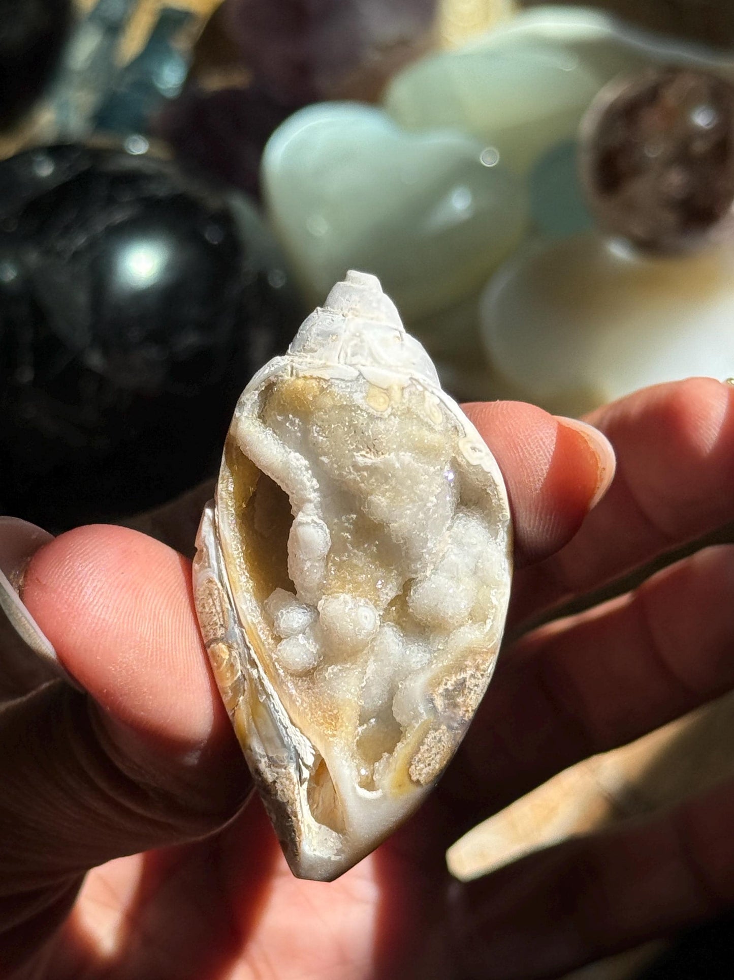 Spiralite Shell, Spiralite Quartz Shell, Fossilized Sea Shell, Agatized Shell, Druzy Quartz Shell, Fossilized Quartz, Crystal Gifts, Fossils