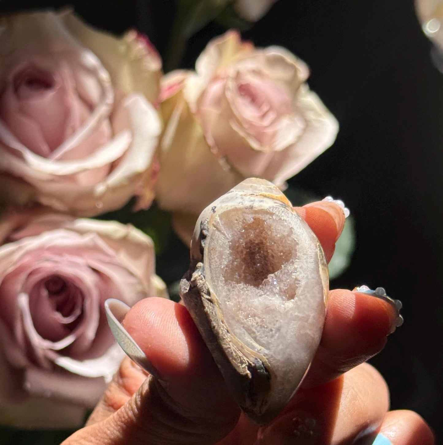 Spiralite Shell, Spiralite Quartz Shell, Fossilized Sea Shell, Agatized Shell, Druzy Quartz Shell, Fossilized Quartz, Crystal Gifts, Fossils