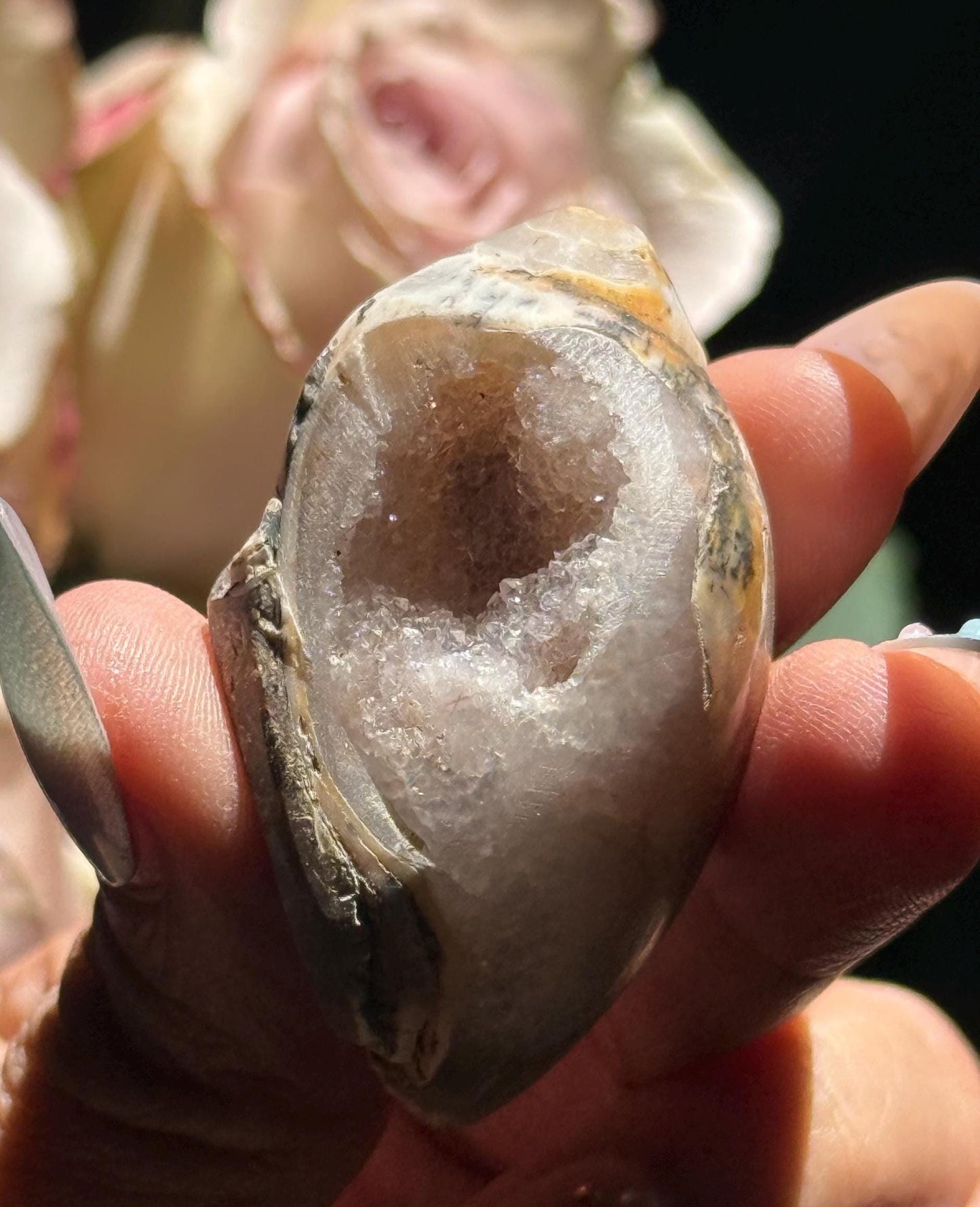 Spiralite Shell, Spiralite Quartz Shell, Fossilized Sea Shell, Agatized Shell, Druzy Quartz Shell, Fossilized Quartz, Crystal Gifts, Fossils