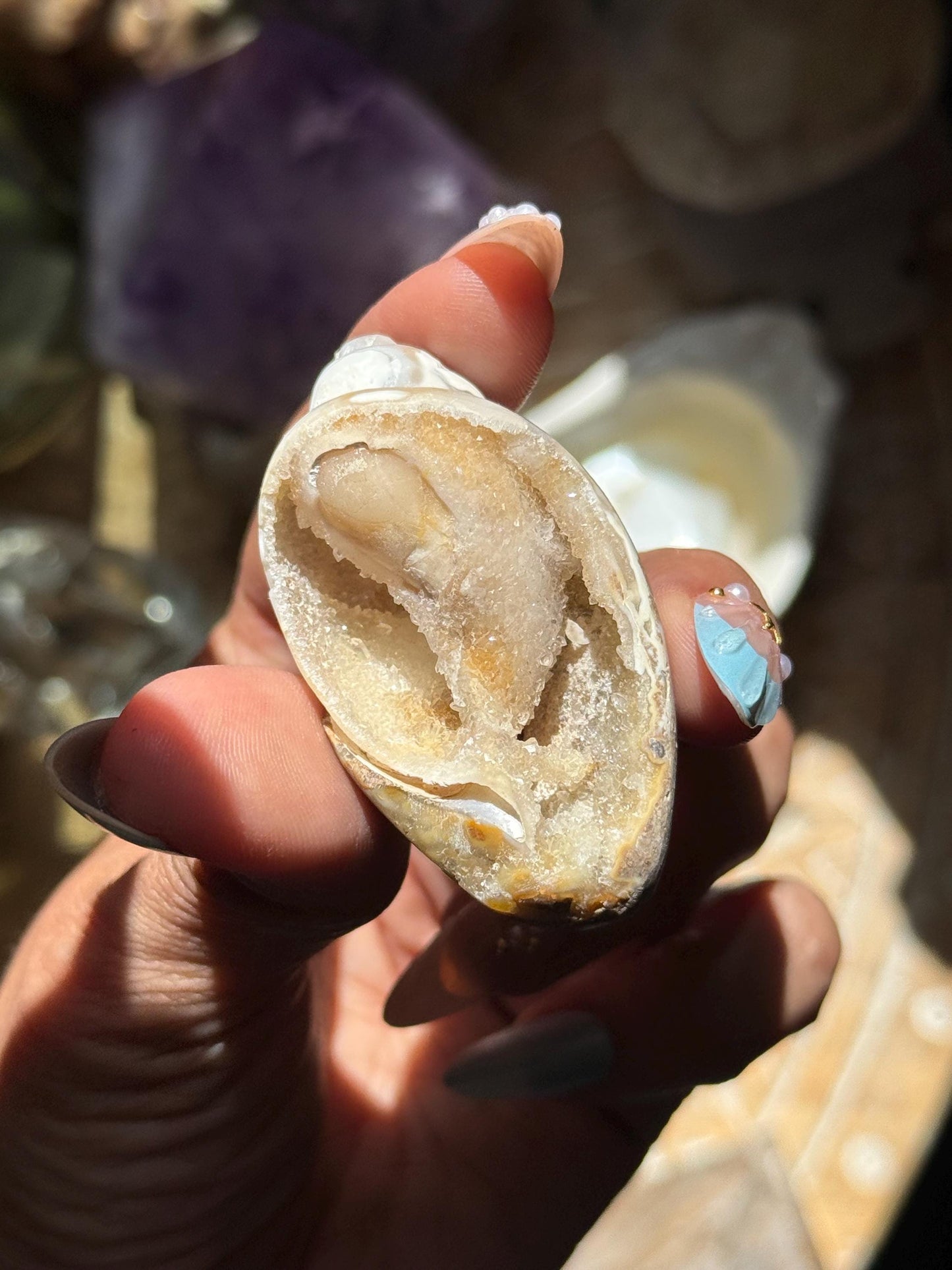 Spiralite Shell, Spiralite Quartz Shell, Fossilized Sea Shell, Agatized Shell, Druzy Quartz Shell, Fossilized Quartz, Crystal Gifts, Fossils