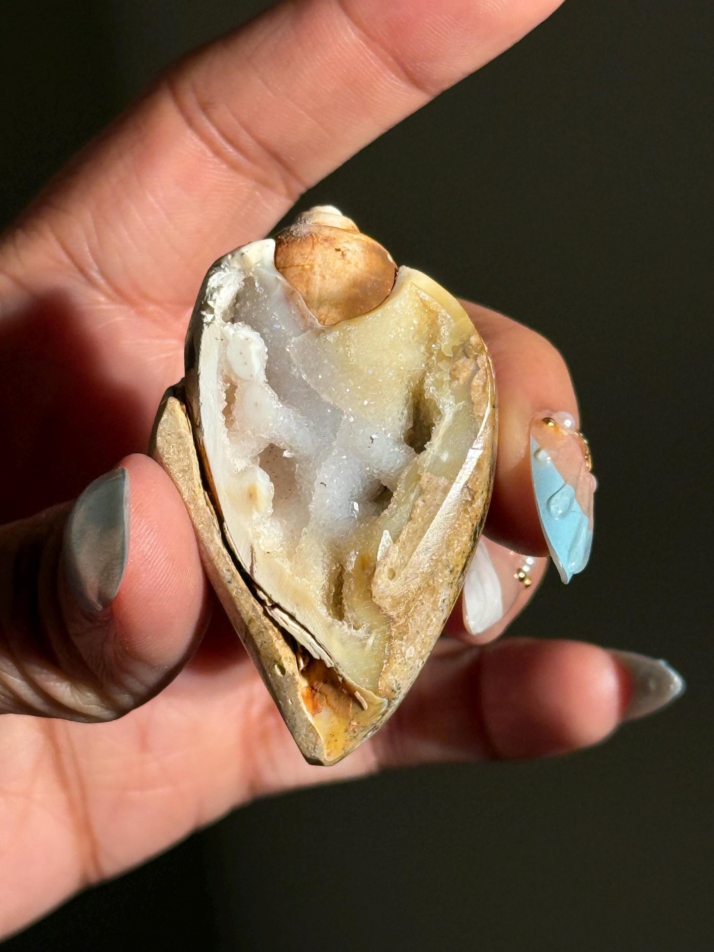 Spiralite Shell, Spiralite Quartz Shell, Fossilized Sea Shell, Agatized Shell, Druzy Quartz Shell, Fossilized Quartz, Crystal Gifts, Fossils