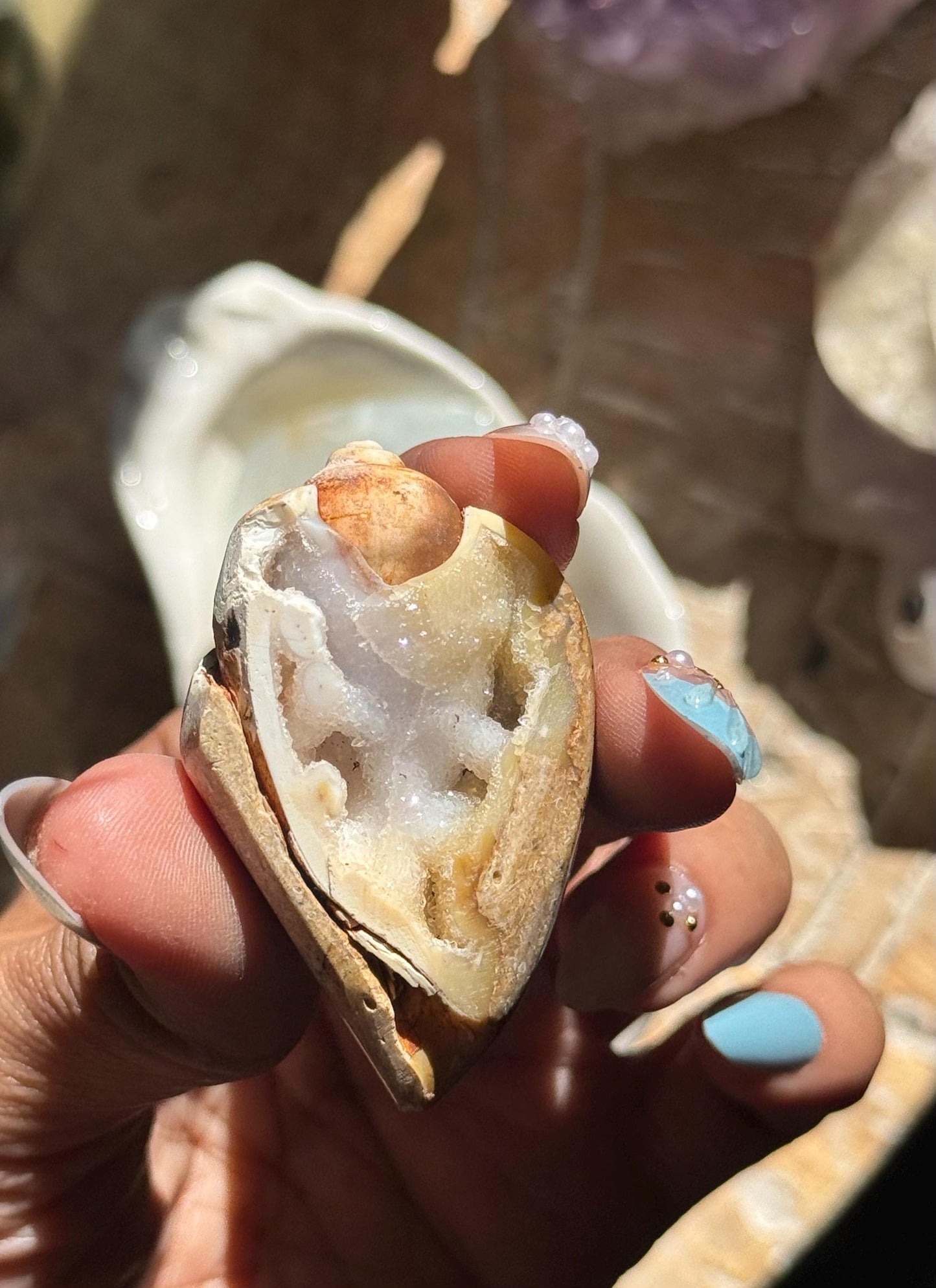 Spiralite Shell, Spiralite Quartz Shell, Fossilized Sea Shell, Agatized Shell, Druzy Quartz Shell, Fossilized Quartz, Crystal Gifts, Fossils