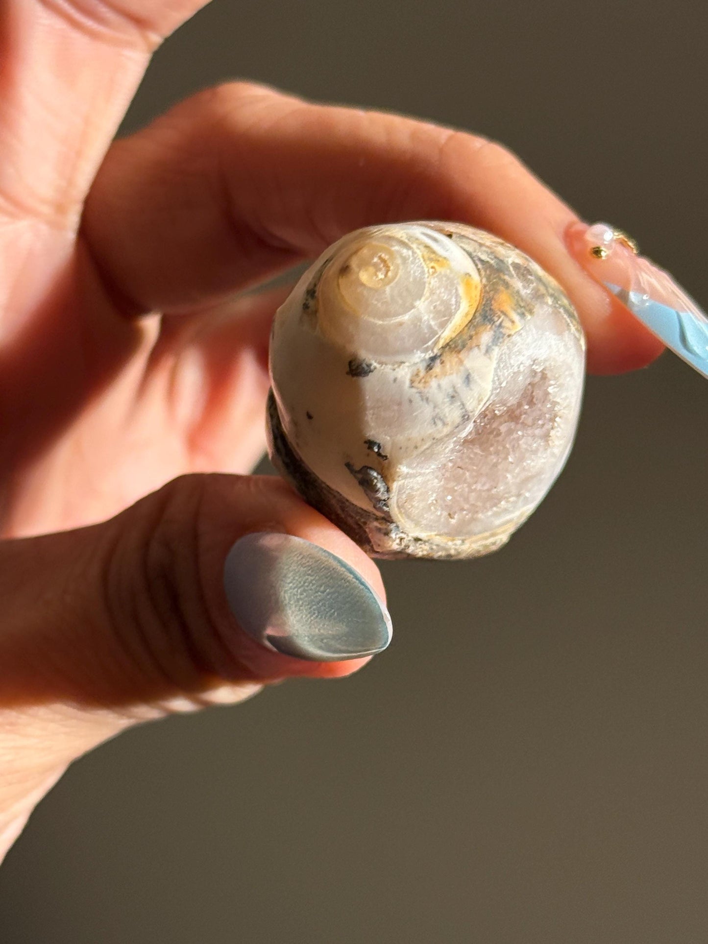 Spiralite Shell, Spiralite Quartz Shell, Fossilized Sea Shell, Agatized Shell, Druzy Quartz Shell, Fossilized Quartz, Crystal Gifts, Fossils
