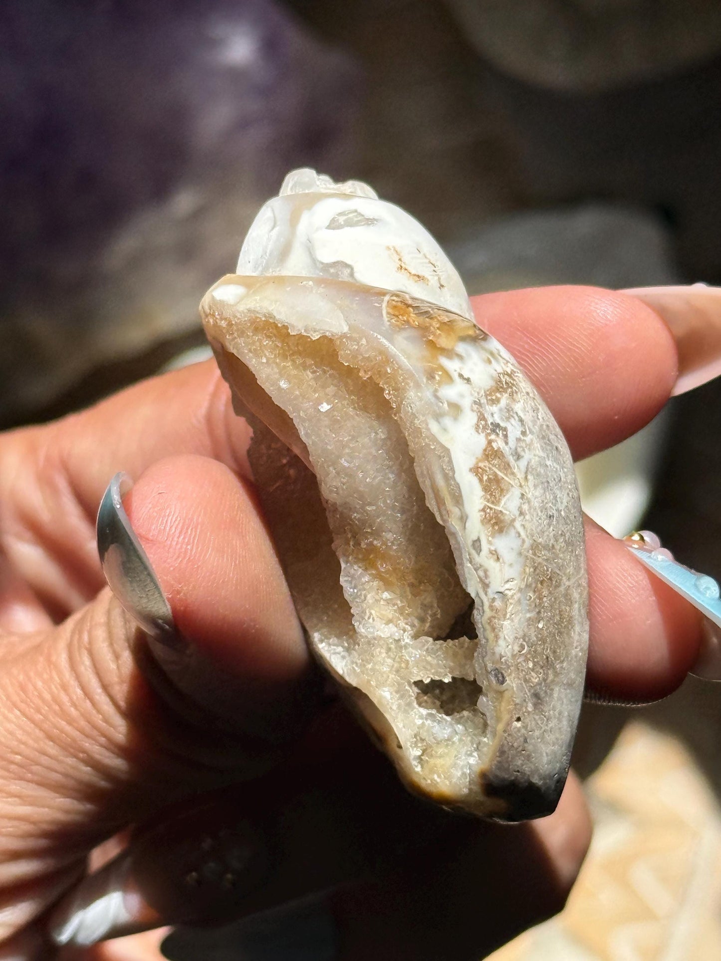 Spiralite Shell, Spiralite Quartz Shell, Fossilized Sea Shell, Agatized Shell, Druzy Quartz Shell, Fossilized Quartz, Crystal Gifts, Fossils