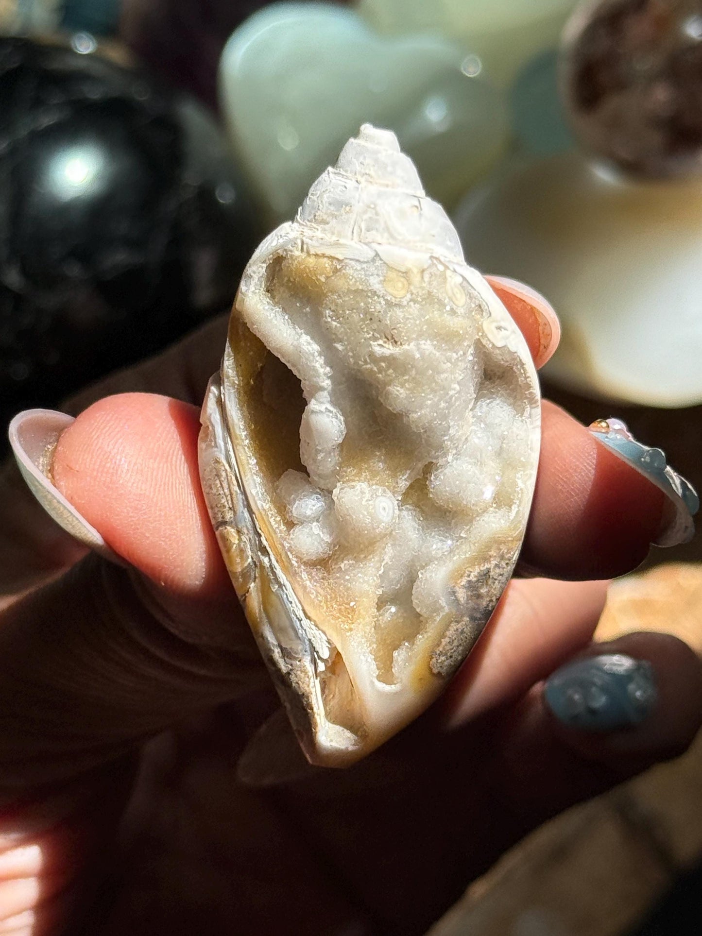Spiralite Shell, Spiralite Quartz Shell, Fossilized Sea Shell, Agatized Shell, Druzy Quartz Shell, Fossilized Quartz, Crystal Gifts, Fossils