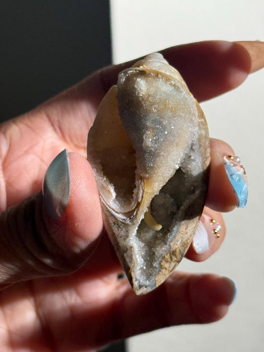 Spiralite Shell, Spiralite Quartz Shell, Fossilized Sea Shell, Agatized Shell, Druzy Quartz Shell, Fossilized Quartz, Crystal Gifts, Fossils