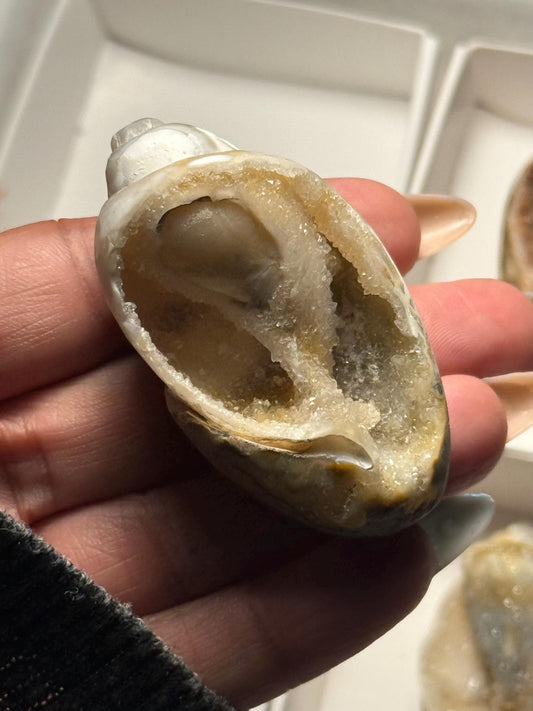 Spiralite Shell, Spiralite Quartz Shell, Fossilized Sea Shell, Agatized Shell, Druzy Quartz Shell, Fossilized Quartz, Crystal Gifts, Fossils