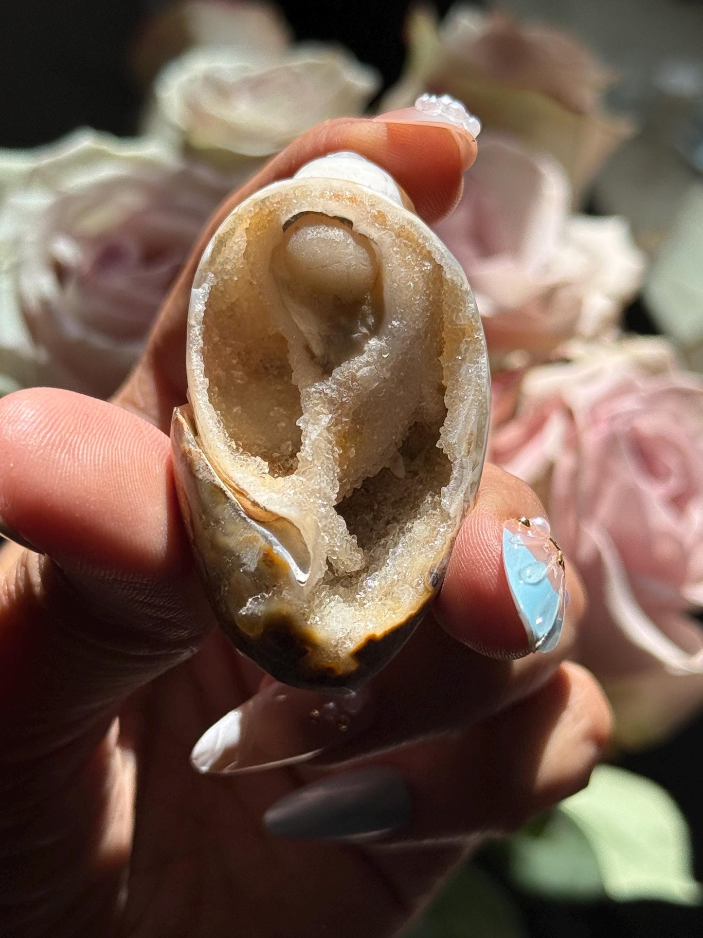 Spiralite Shell, Spiralite Quartz Shell, Fossilized Sea Shell, Agatized Shell, Druzy Quartz Shell, Fossilized Quartz, Crystal Gifts, Fossils