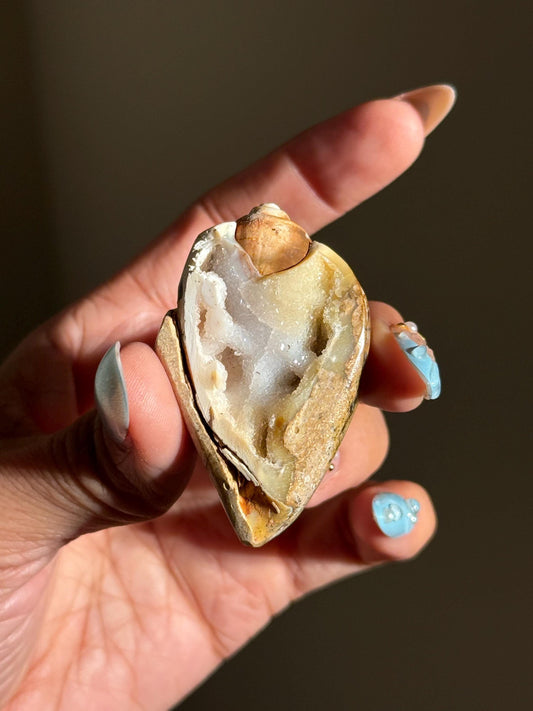 Spiralite Shell, Spiralite Quartz Shell, Fossilized Sea Shell, Agatized Shell, Druzy Quartz Shell, Fossilized Quartz, Crystal Gifts, Fossils