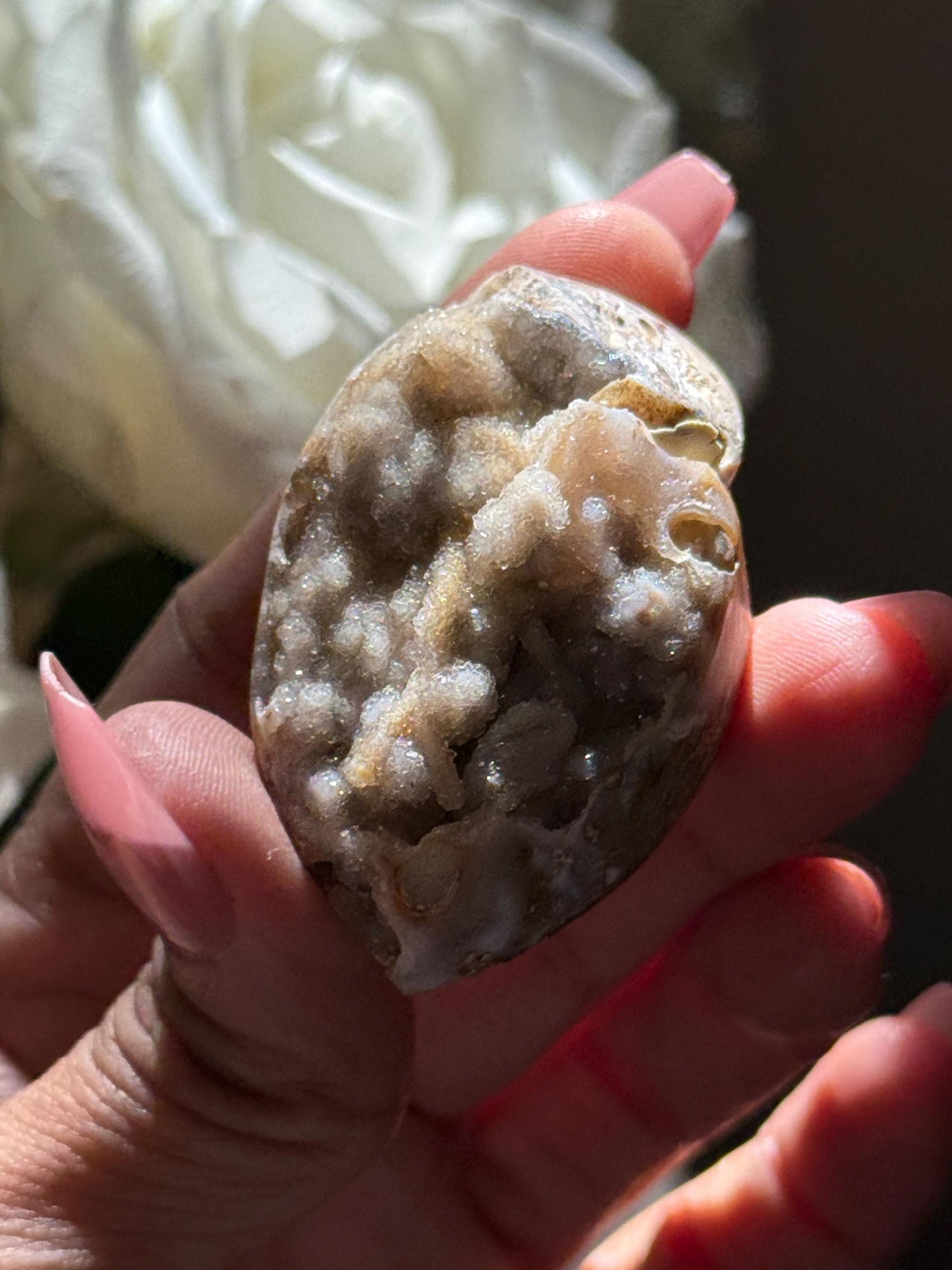 Spiralite Shell, Spiralite Quartz Shell, Fossilized Sea Shell, Agatized Shell, Druzy Quartz Shell, Fossilized Quartz, Crystal Gifts, Fossils