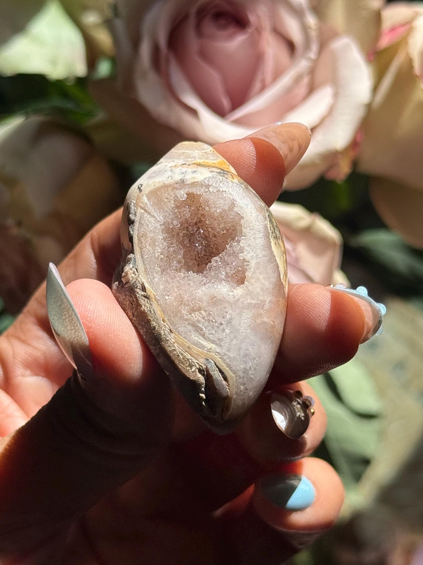 Spiralite Shell, Spiralite Quartz Shell, Fossilized Sea Shell, Agatized Shell, Druzy Quartz Shell, Fossilized Quartz, Crystal Gifts, Fossils