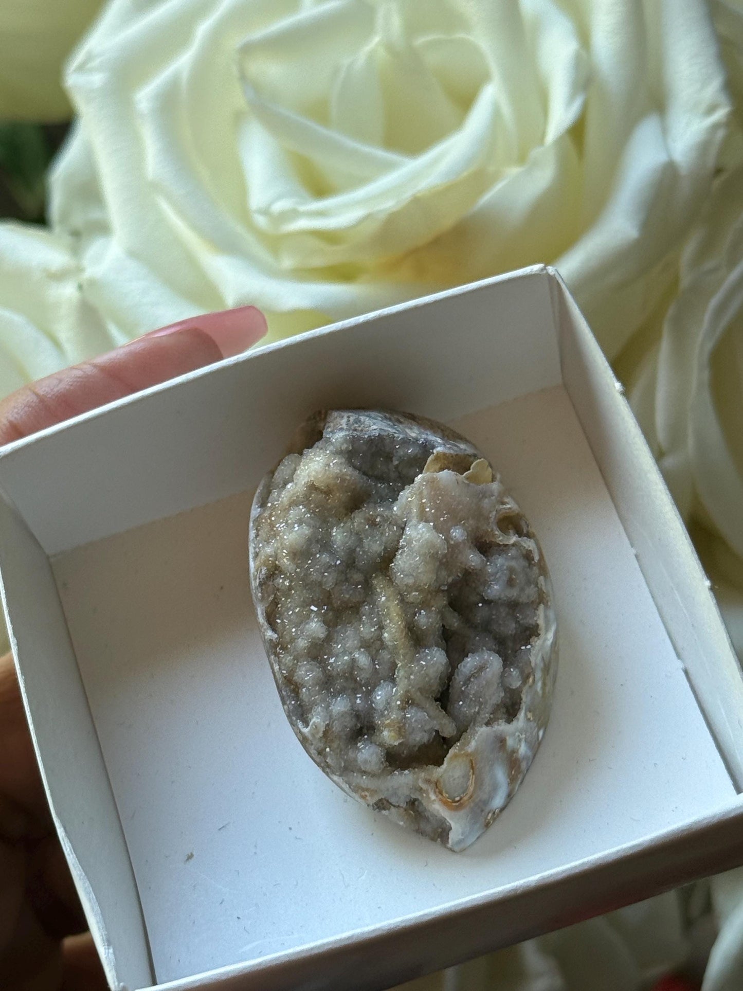 Spiralite Shell, Spiralite Quartz Shell, Fossilized Sea Shell, Agatized Shell, Druzy Quartz Shell, Fossilized Quartz, Crystal Gifts, Fossils