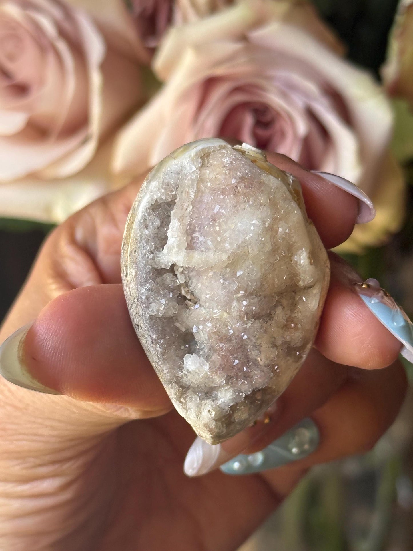 Spiralite Shell, Spiralite Quartz Shell, Fossilized Sea Shell, Agatized Shell, Druzy Quartz Shell, Fossilized Quartz, Crystal Gifts, Fossils