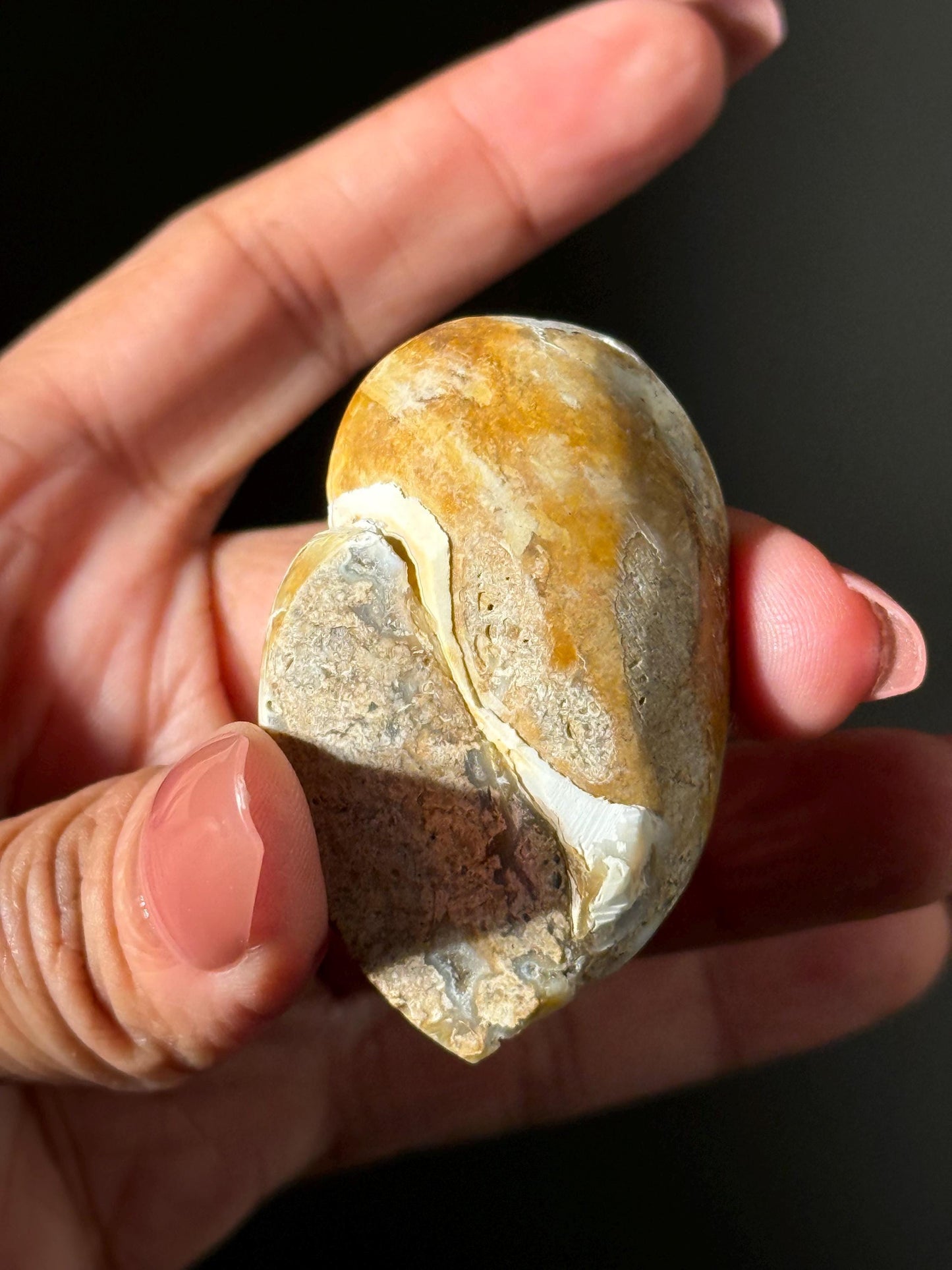 Spiralite Shell, Spiralite Quartz Shell, Fossilized Sea Shell, Agatized Shell, Druzy Quartz Shell, Fossilized Quartz, Crystal Gifts, Fossils