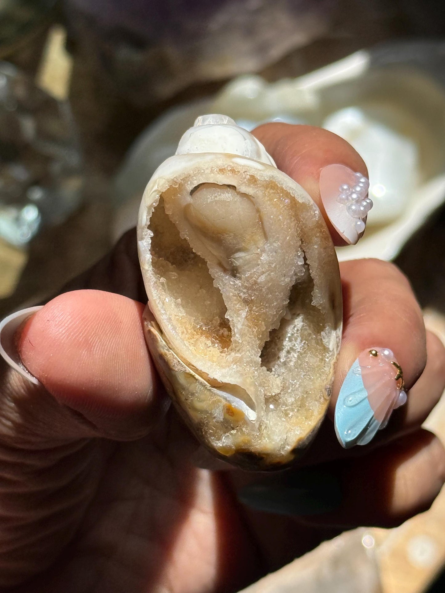 Spiralite Shell, Spiralite Quartz Shell, Fossilized Sea Shell, Agatized Shell, Druzy Quartz Shell, Fossilized Quartz, Crystal Gifts, Fossils