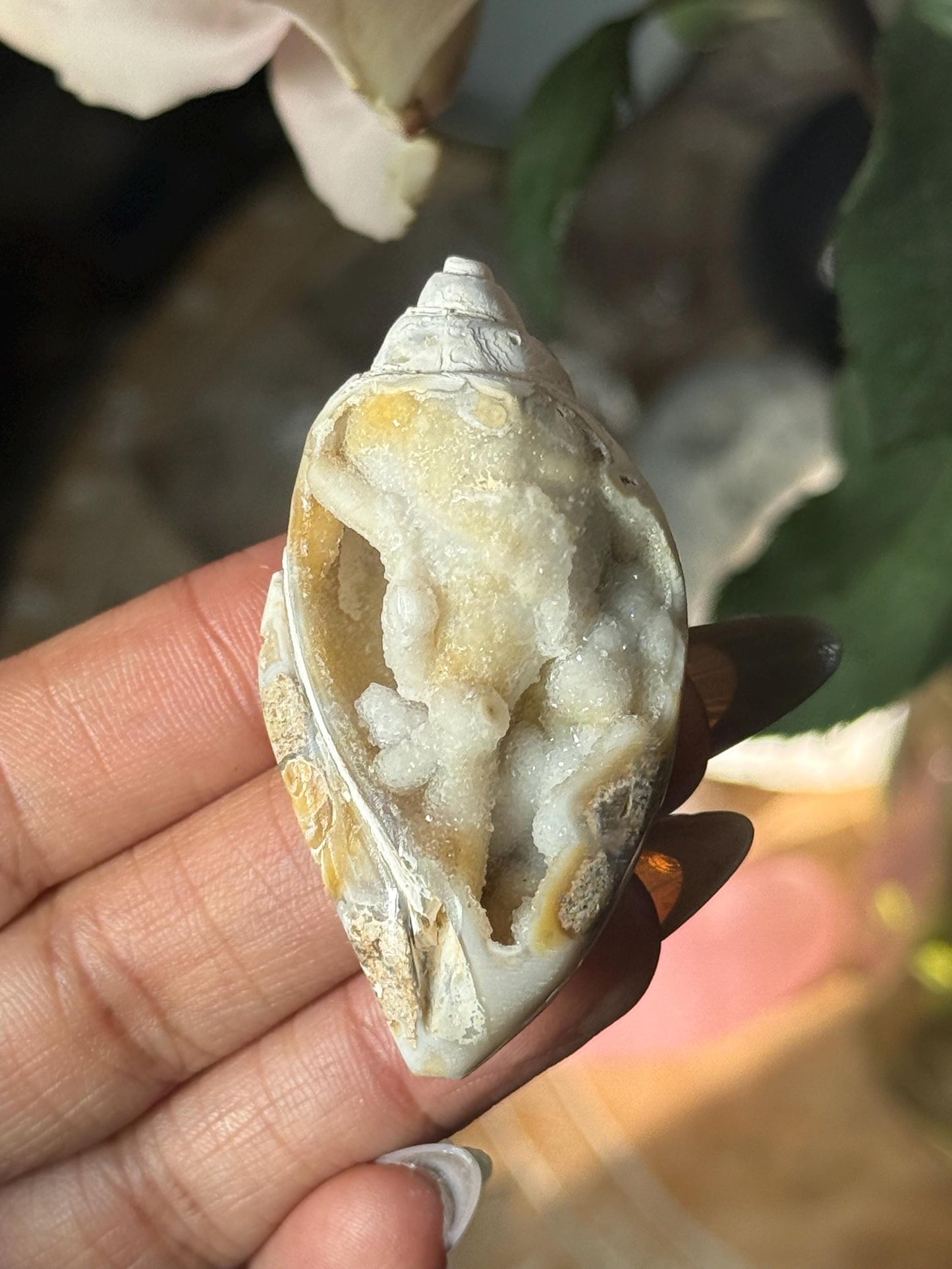 Spiralite Shell, Spiralite Quartz Shell, Fossilized Sea Shell, Agatized Shell, Druzy Quartz Shell, Fossilized Quartz, Crystal Gifts, Fossils