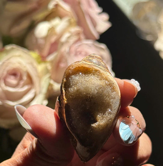 Spiralite Shell, Spiralite Quartz Shell, Fossilized Sea Shell, Agatized Shell, Druzy Quartz Shell, Fossilized Quartz, Crystal Gifts, Fossils