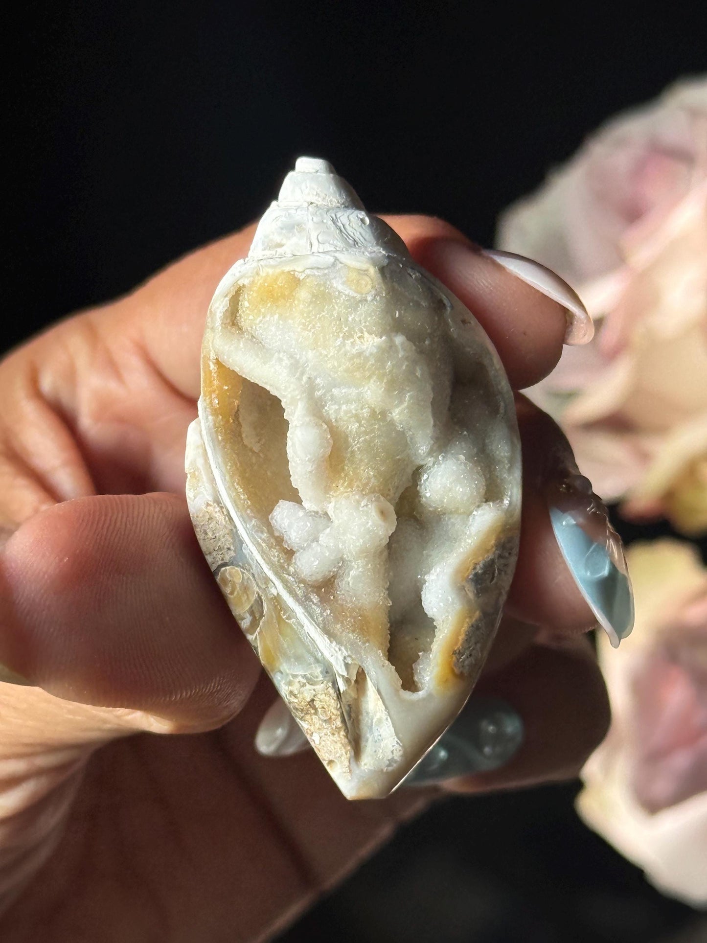 Spiralite Shell, Spiralite Quartz Shell, Fossilized Sea Shell, Agatized Shell, Druzy Quartz Shell, Fossilized Quartz, Crystal Gifts, Fossils