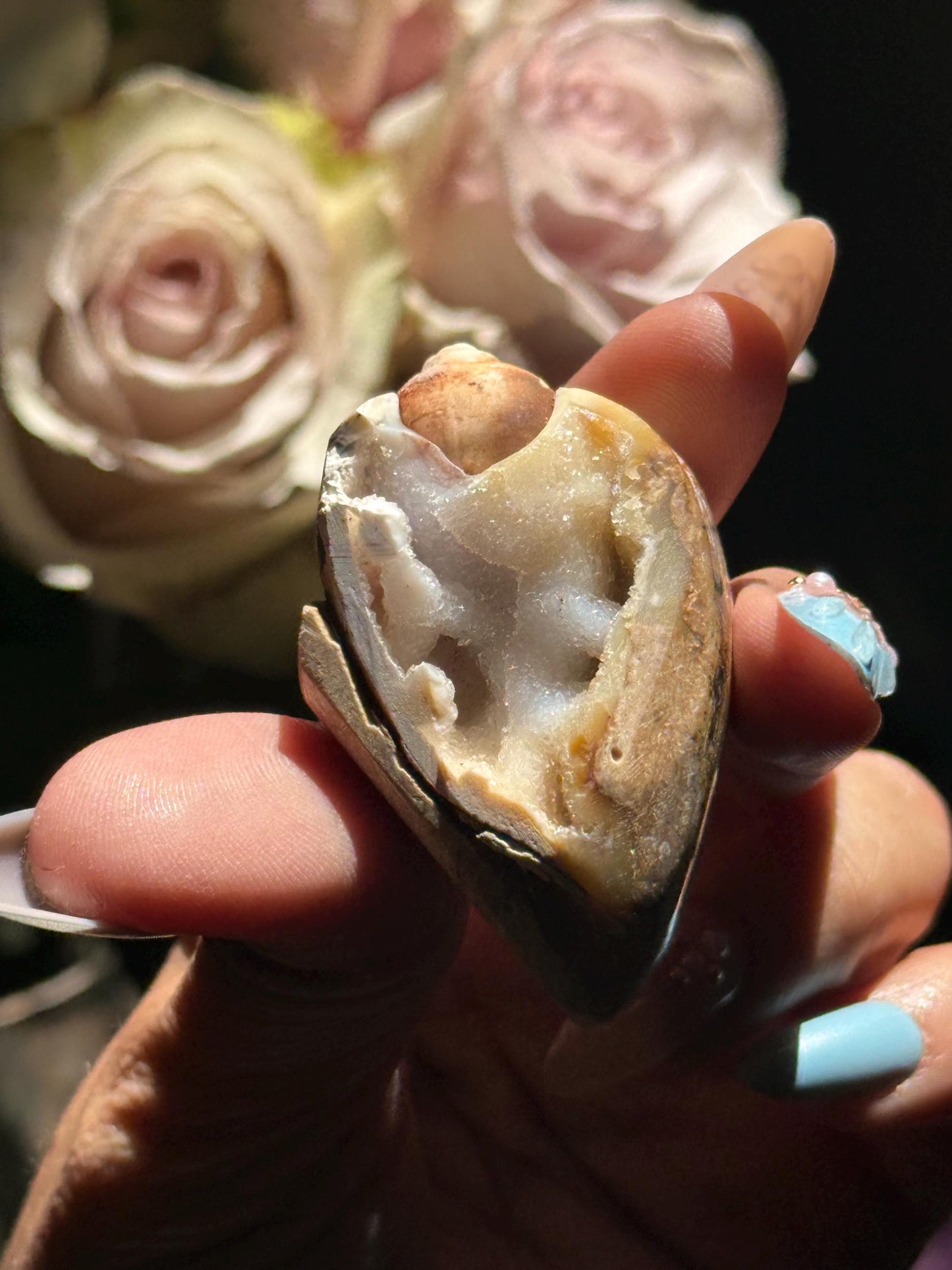 Spiralite Shell, Spiralite Quartz Shell, Fossilized Sea Shell, Agatized Shell, Druzy Quartz Shell, Fossilized Quartz, Crystal Gifts, Fossils