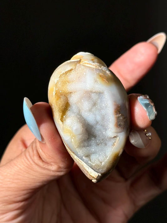 Spiralite Shell, Spiralite Quartz Shell, Fossilized Sea Shell, Agatized Shell, Druzy Quartz Shell, Fossilized Quartz, Crystal Gifts, Fossils