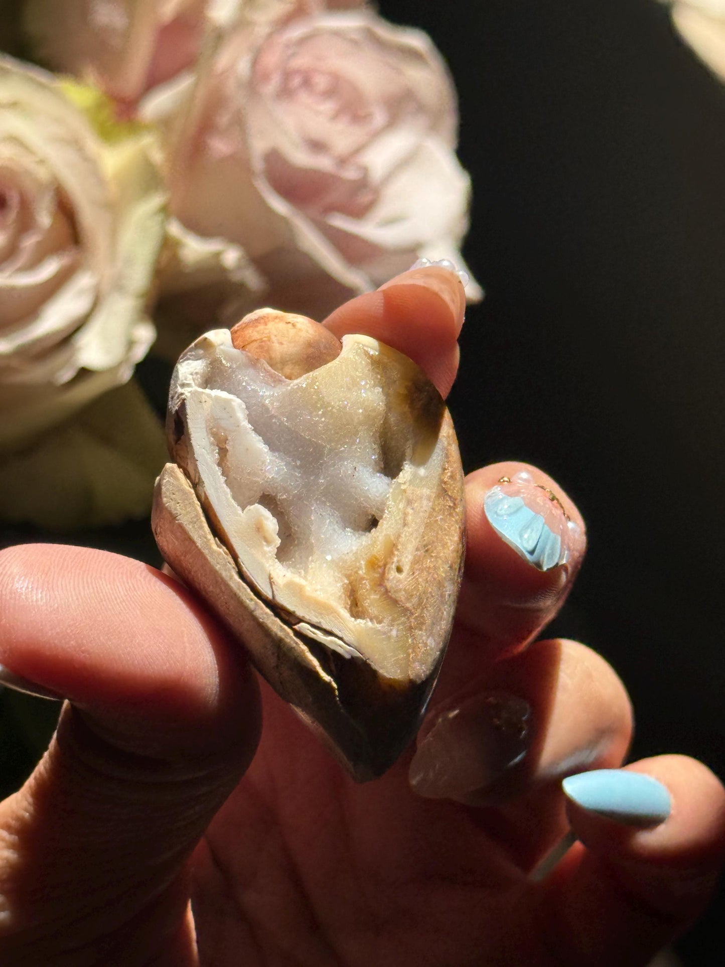Spiralite Shell, Spiralite Quartz Shell, Fossilized Sea Shell, Agatized Shell, Druzy Quartz Shell, Fossilized Quartz, Crystal Gifts, Fossils