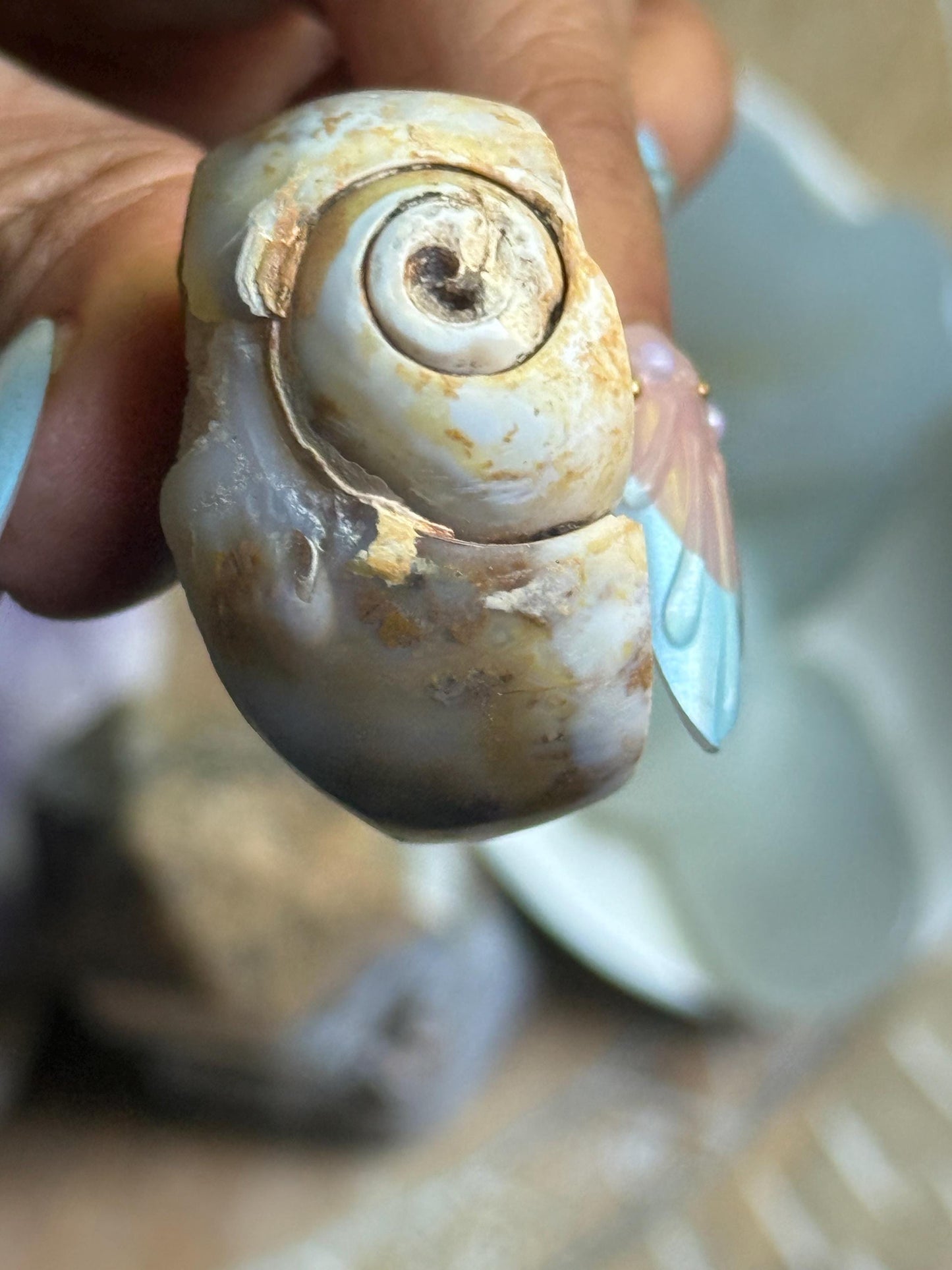 Spiralite Shell, Spiralite Quartz Shell, Fossilized Sea Shell, Agatized Shell, Druzy Quartz Shell, Fossilized Quartz, Crystal Gifts, Fossils