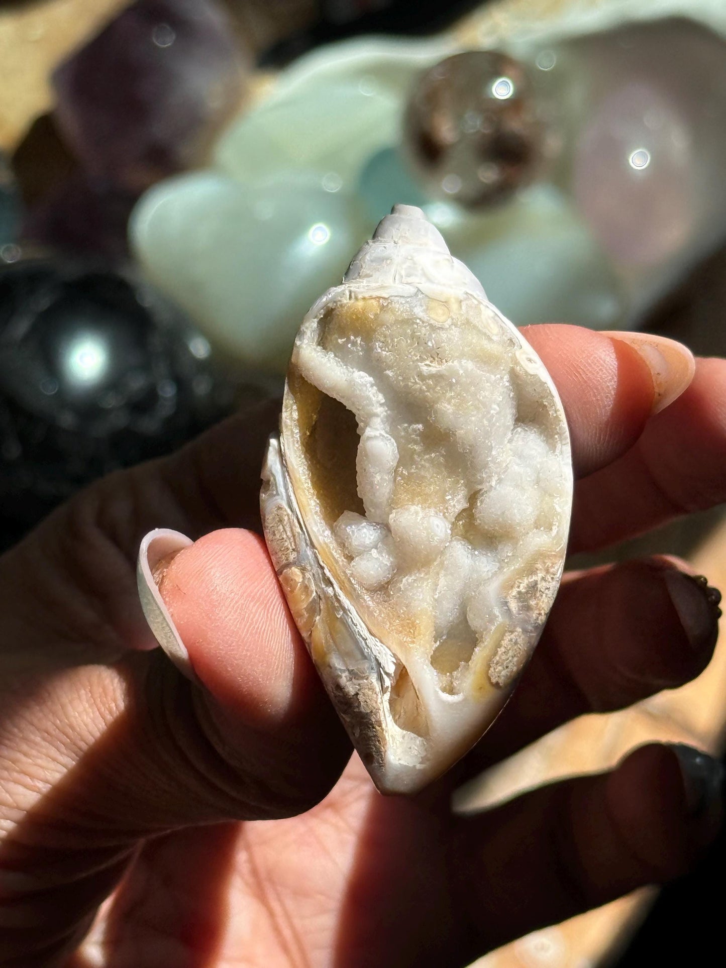 Spiralite Shell, Spiralite Quartz Shell, Fossilized Sea Shell, Agatized Shell, Druzy Quartz Shell, Fossilized Quartz, Crystal Gifts, Fossils