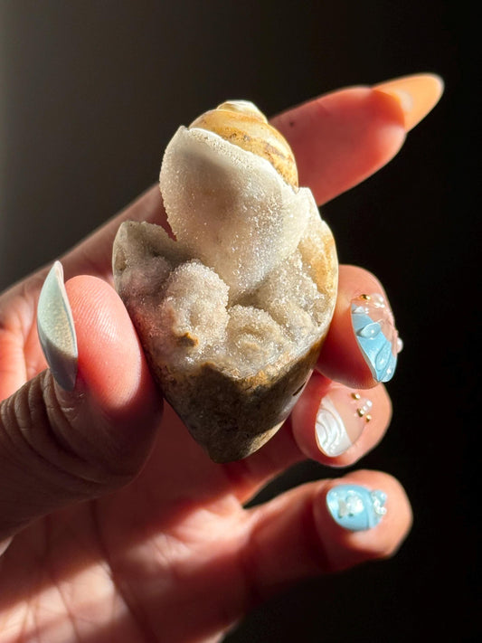 Spiralite Shell, Spiralite Quartz Shell, Fossilized Sea Shell, Agatized Shell, Druzy Quartz Shell, Fossilized Quartz, Crystal Gifts, Fossils