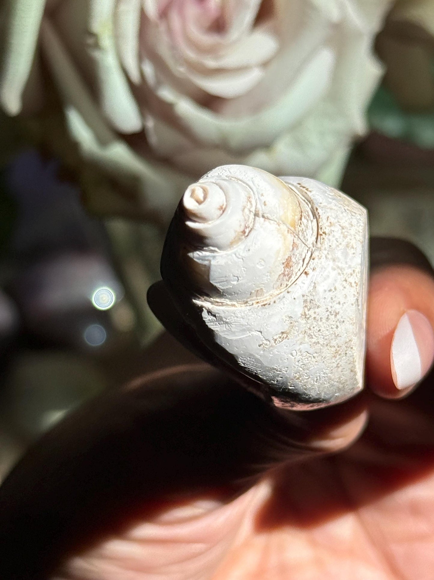 Spiralite Shell, Spiralite Quartz Shell, Fossilized Sea Shell, Agatized Shell, Druzy Quartz Shell, Fossilized Quartz, Crystal Gifts, Fossils