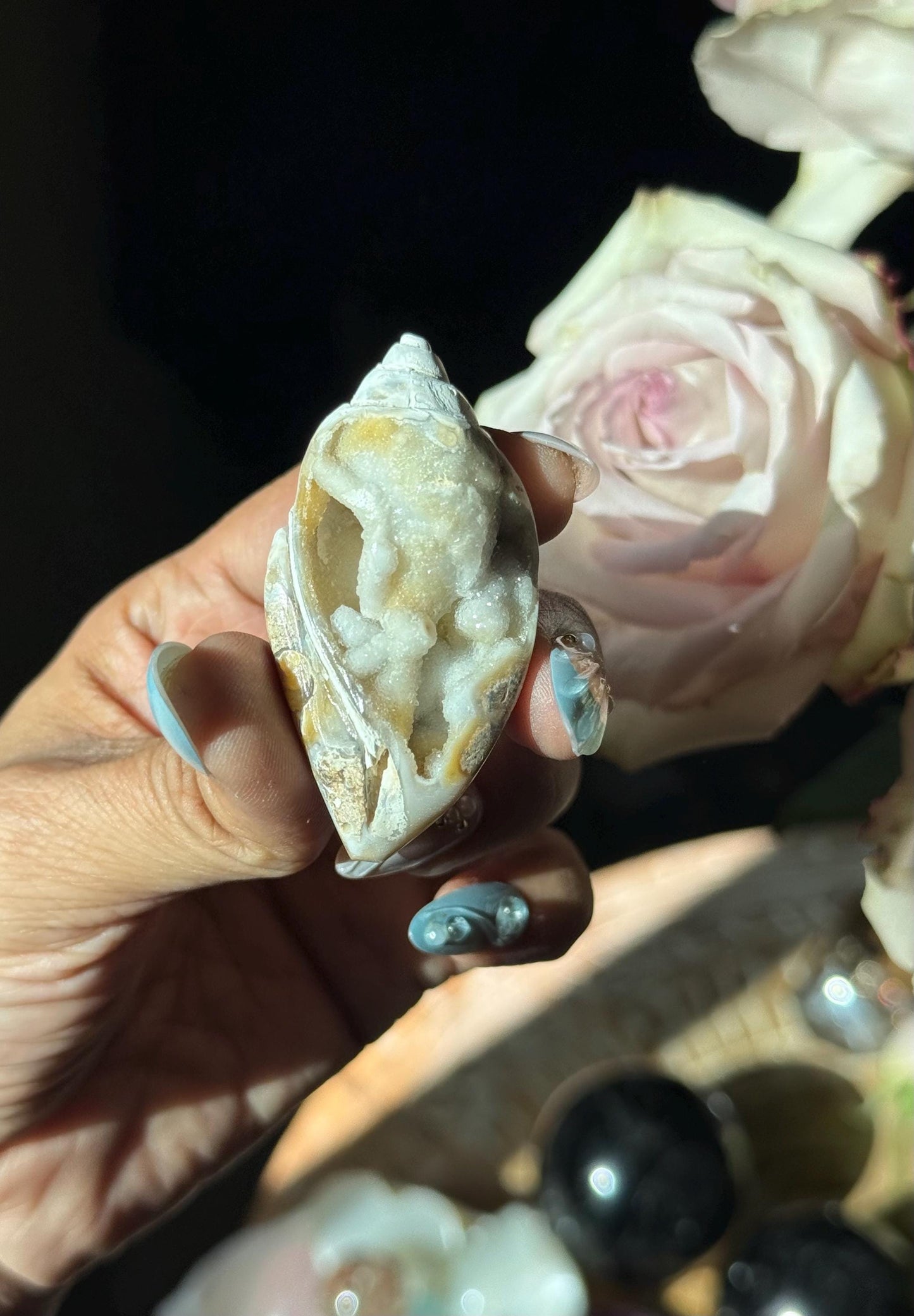Spiralite Shell, Spiralite Quartz Shell, Fossilized Sea Shell, Agatized Shell, Druzy Quartz Shell, Fossilized Quartz, Crystal Gifts, Fossils