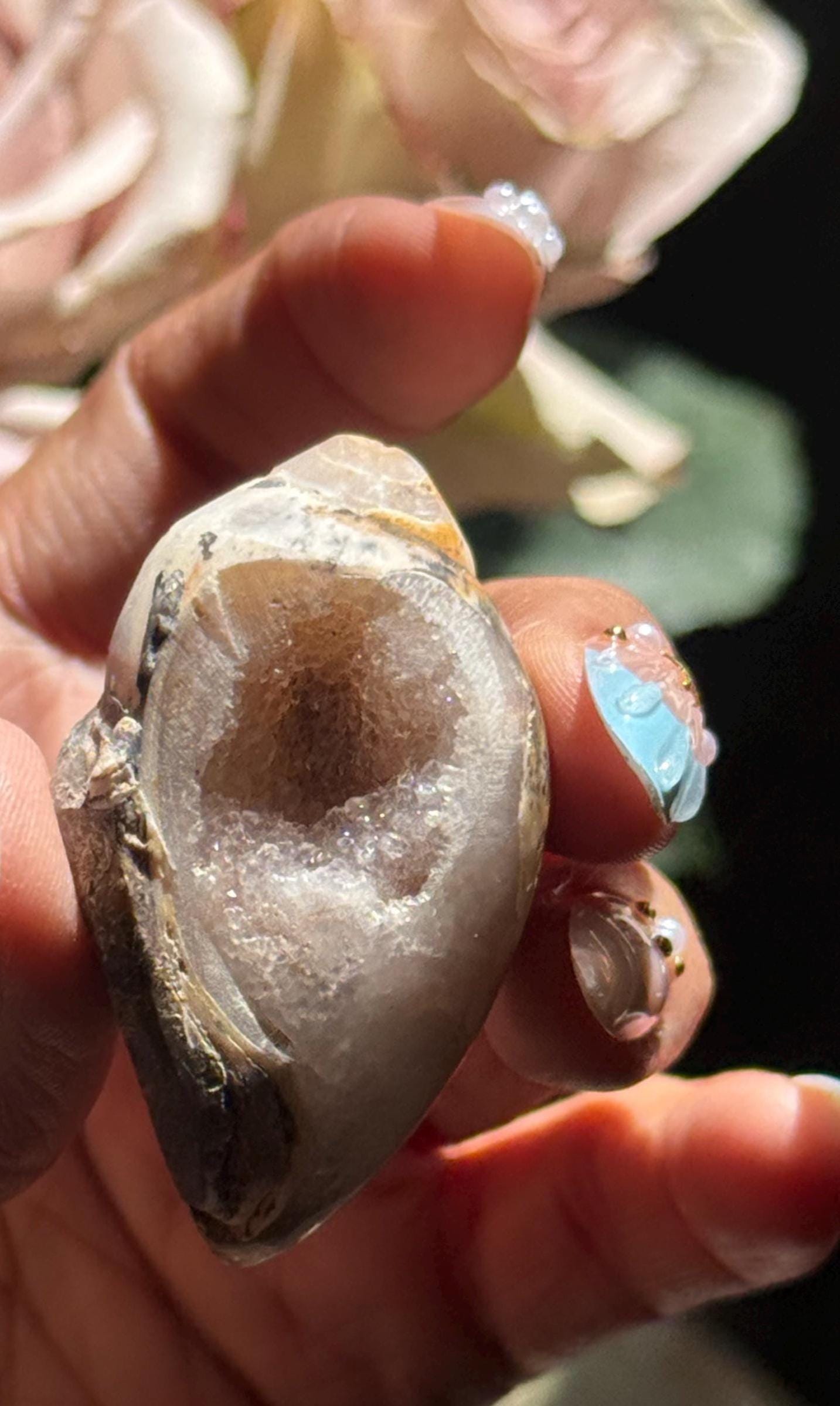 Spiralite Shell, Spiralite Quartz Shell, Fossilized Sea Shell, Agatized Shell, Druzy Quartz Shell, Fossilized Quartz, Crystal Gifts, Fossils