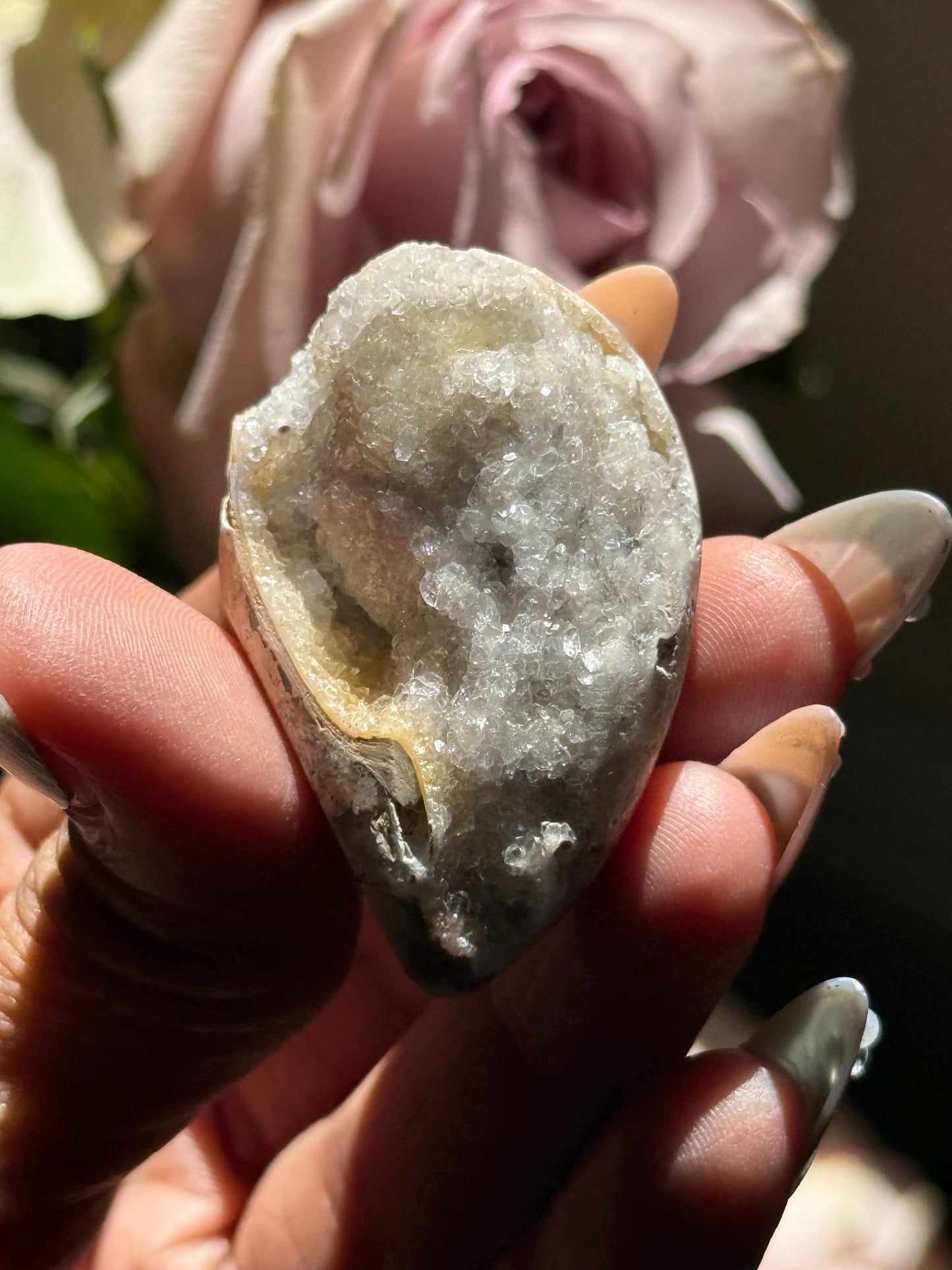 Spiralite Shell, Spiralite Quartz Shell, Fossilized Sea Shell, Agatized Shell, Druzy Quartz Shell, Fossilized Quartz, Crystal Gifts, Fossils