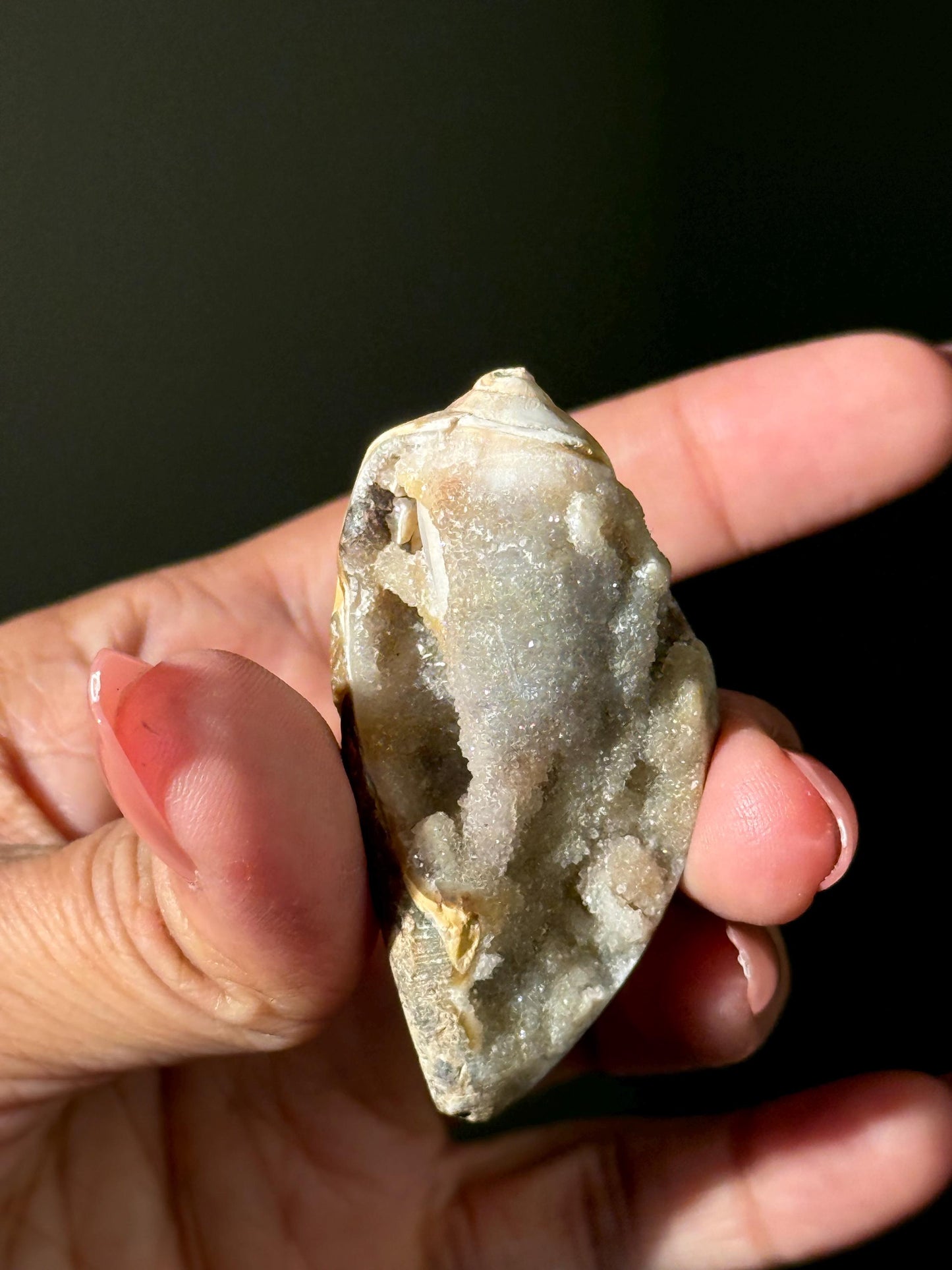 Spiralite Shell, Spiralite Quartz Shell, Fossilized Sea Shell, Agatized Shell, Druzy Quartz Shell, Fossilized Quartz, Crystal Gifts, Fossils