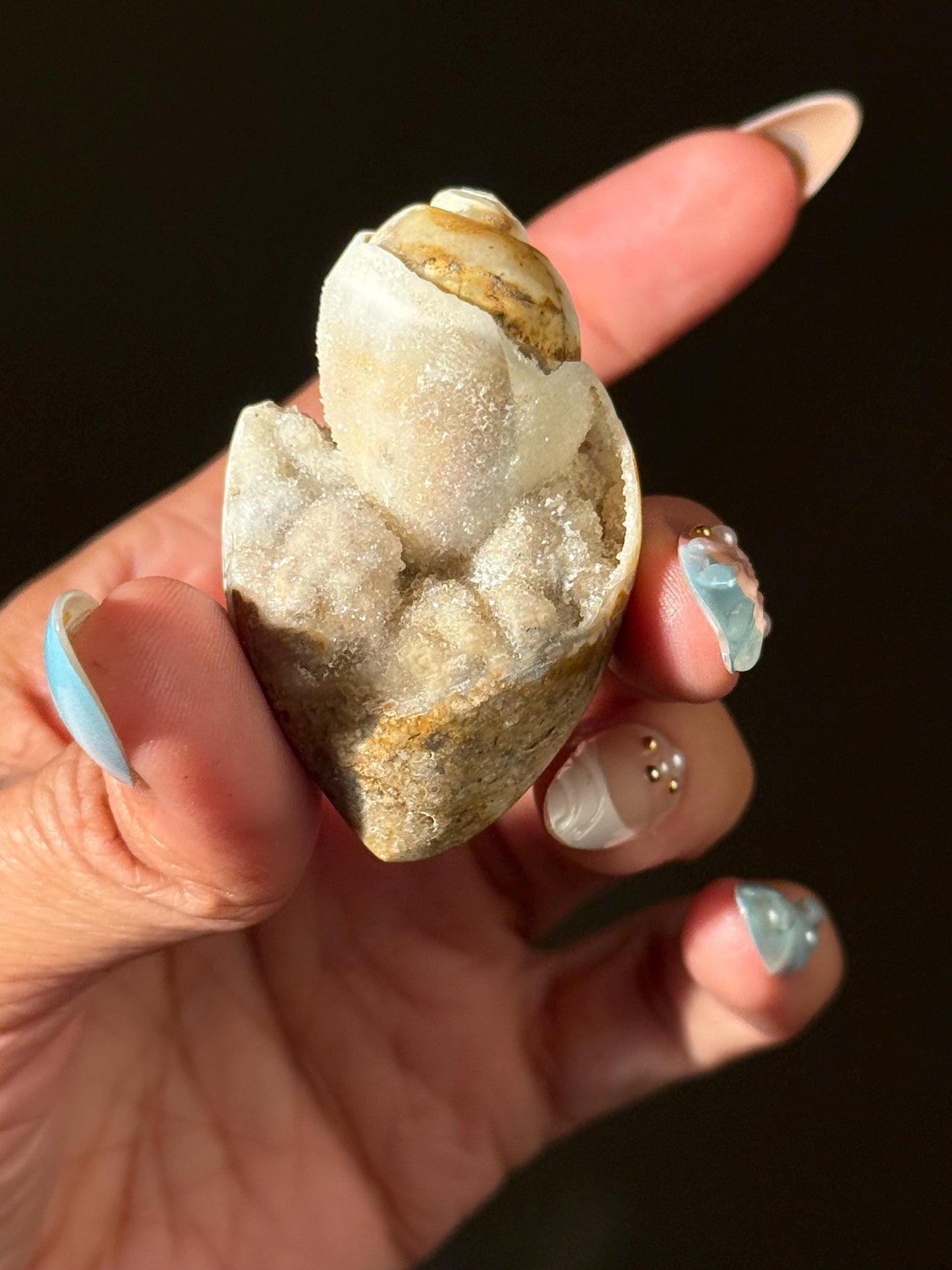 Spiralite Shell, Spiralite Quartz Shell, Fossilized Sea Shell, Agatized Shell, Druzy Quartz Shell, Fossilized Quartz, Crystal Gifts, Fossils