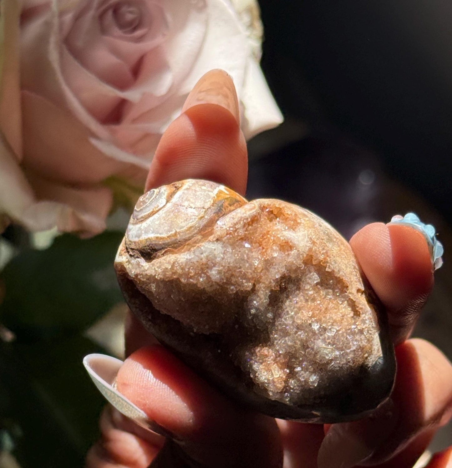 Druzy Quartz Shell, Shell, Spiralite Quartz Shell, Fossilized Sea Shell, Agatized Shell, Fossilized Quartz, Crystal Gifts, Fossils