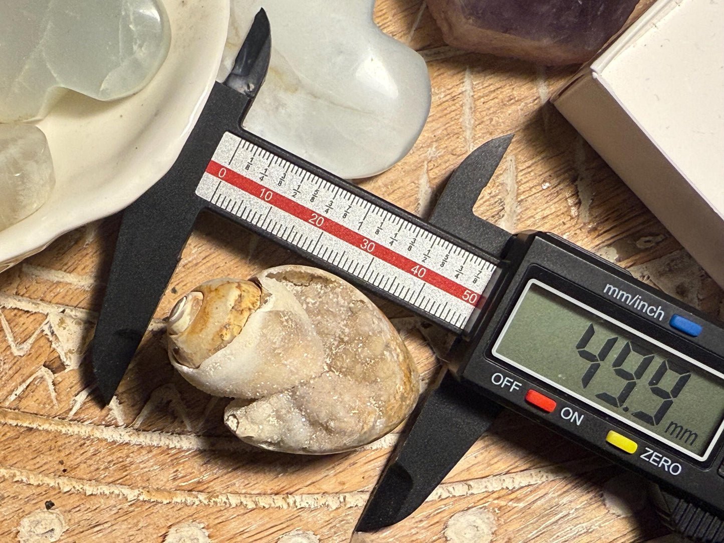 Spiralite Shell, Spiralite Quartz Shell, Fossilized Sea Shell, Agatized Shell, Druzy Quartz Shell, Fossilized Quartz, Crystal Gifts, Fossils