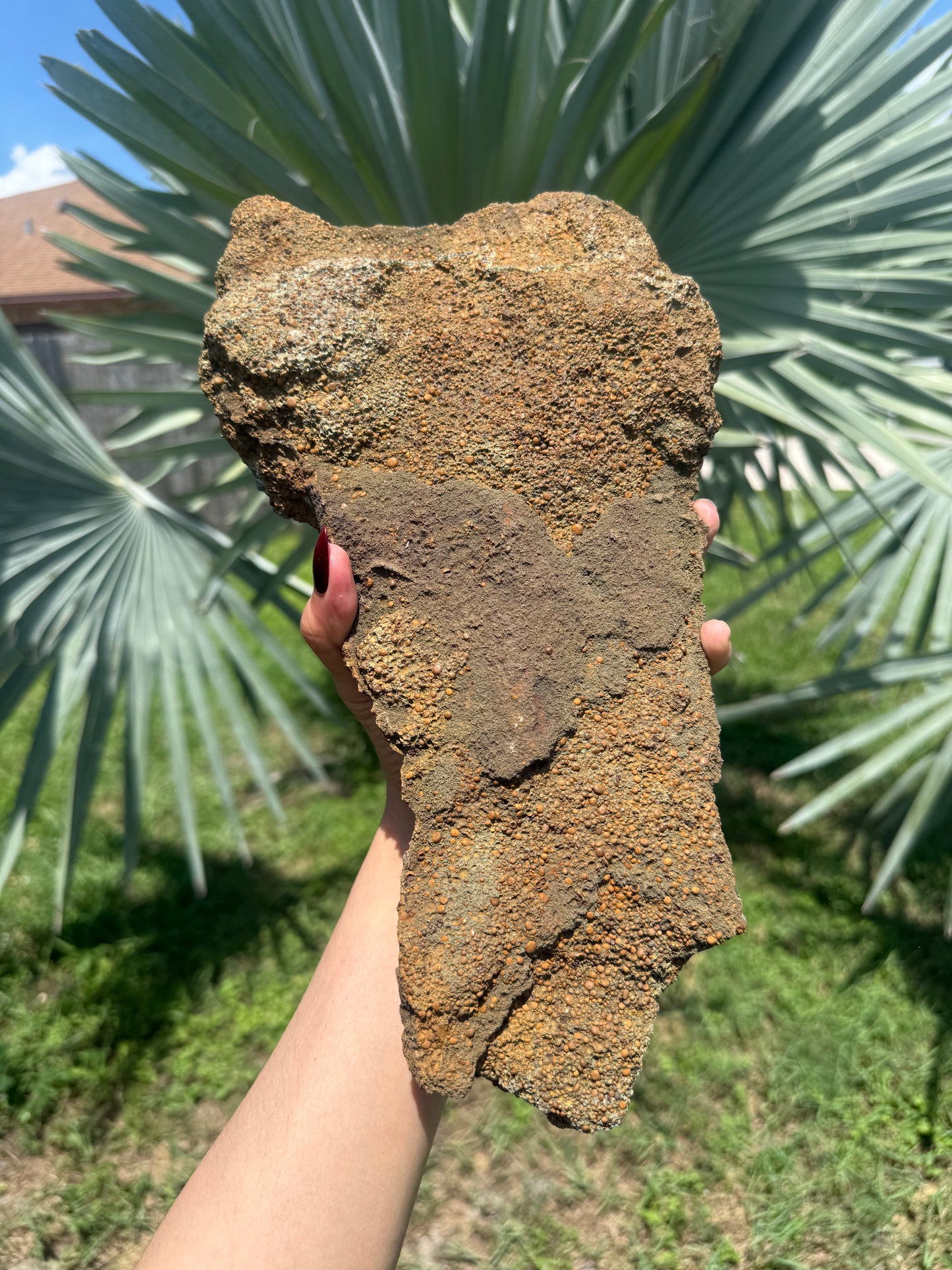 Extra Large Vivianite – Unique Natural Crystal, Vivianite, Ludlamite, Fossils and Minerals