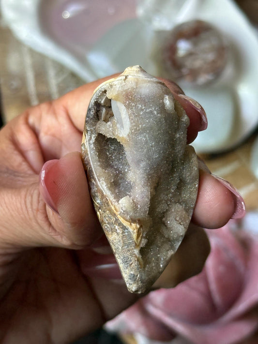 Spiralite Shell, Spiralite Quartz Shell, Fossilized Sea Shell, Agatized Shell, Druzy Quartz Shell, Fossilized Quartz, Crystal Gifts, Fossils