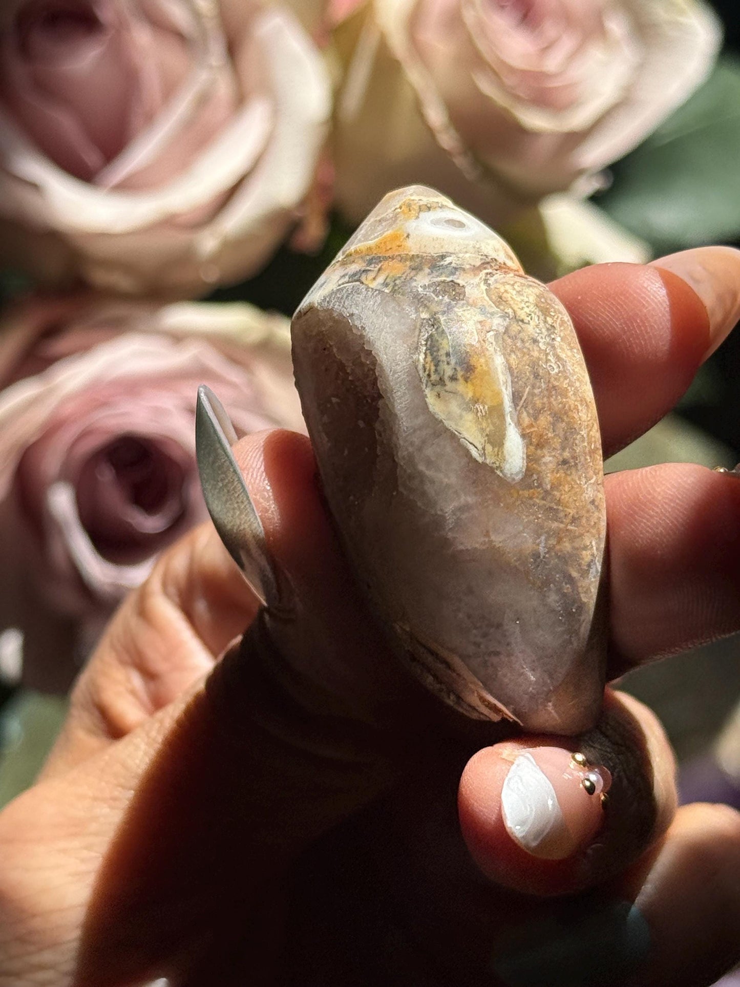 Spiralite Shell, Spiralite Quartz Shell, Fossilized Sea Shell, Agatized Shell, Druzy Quartz Shell, Fossilized Quartz, Crystal Gifts, Fossils