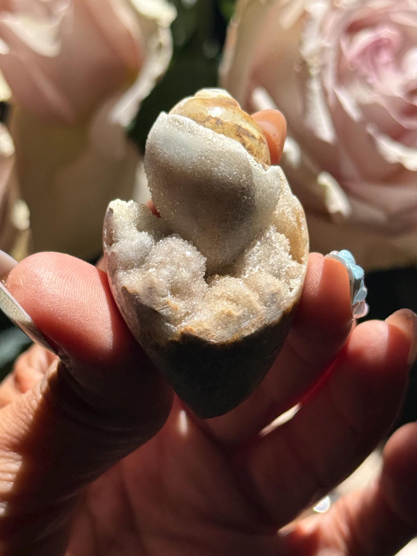 Spiralite Shell, Spiralite Quartz Shell, Fossilized Sea Shell, Agatized Shell, Druzy Quartz Shell, Fossilized Quartz, Crystal Gifts, Fossils